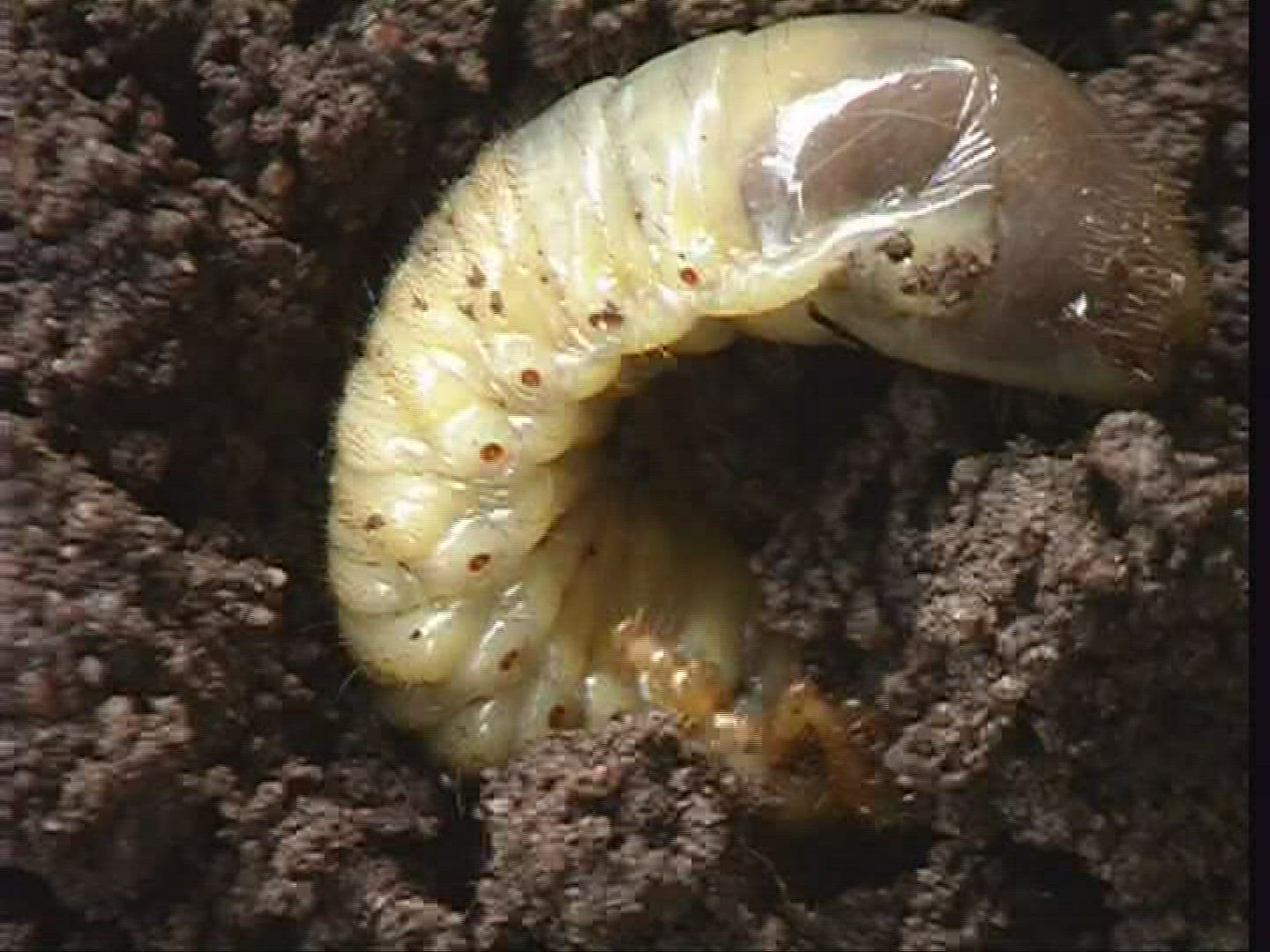 568378203 / Grub / Common Cockchafer / Spessart / Germany