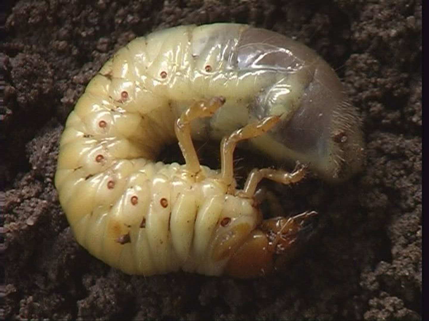 627399376 / Grub / Common Cockchafer / Spessart / Germany