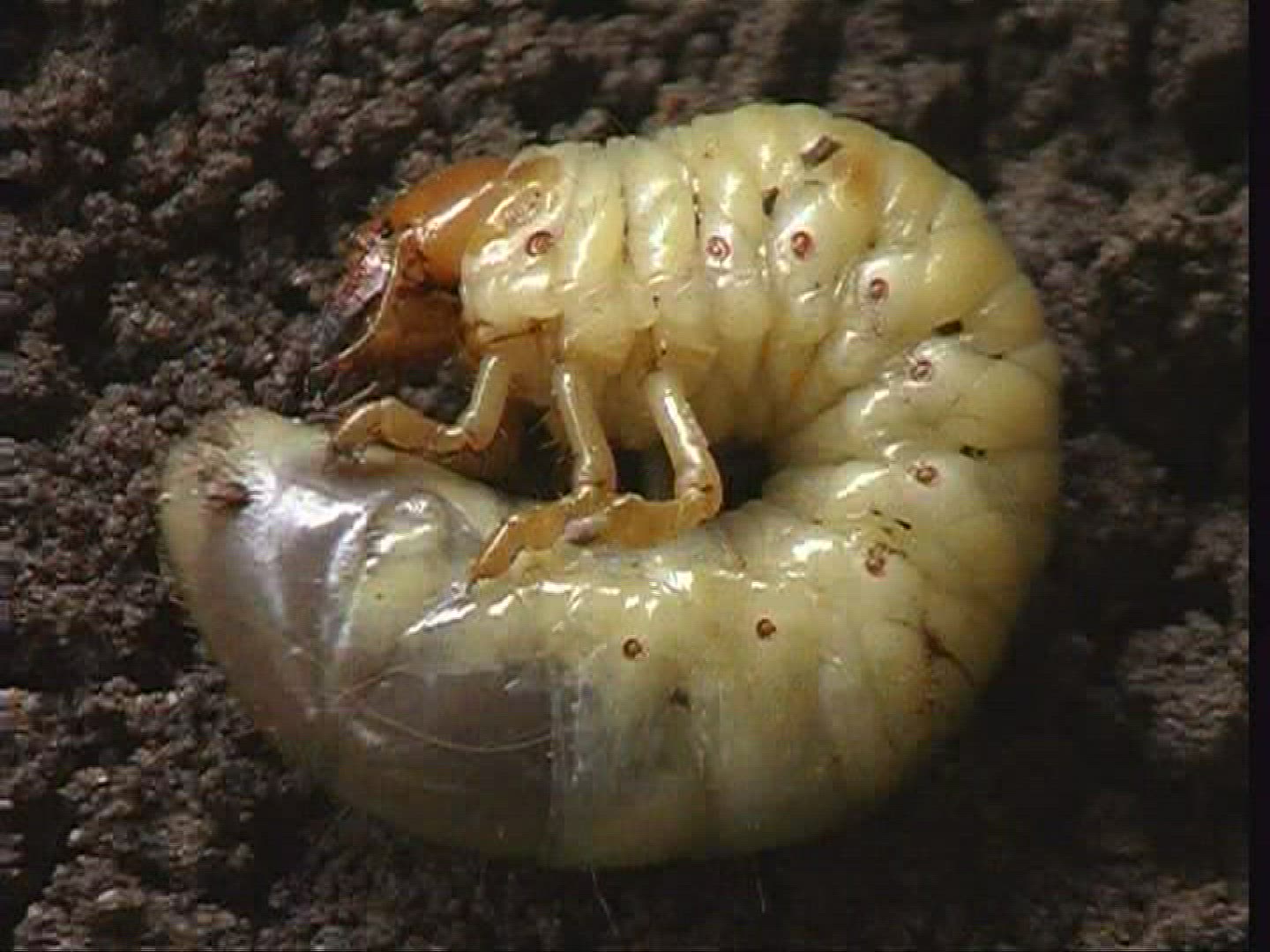 166599664 / Grub / Common Cockchafer / Spessart / Germany