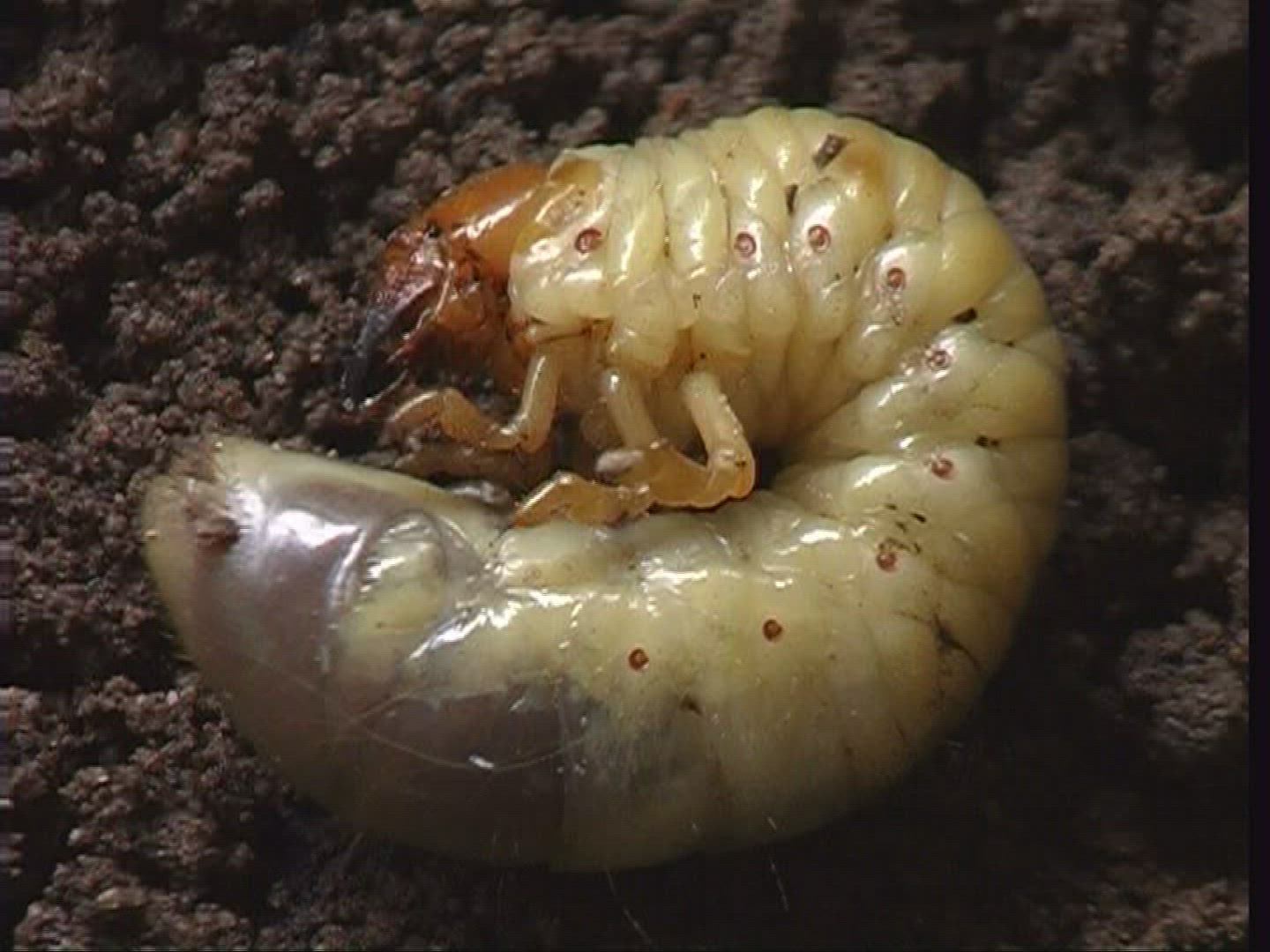 792984925 / Grub / Common Cockchafer / Spessart / Germany