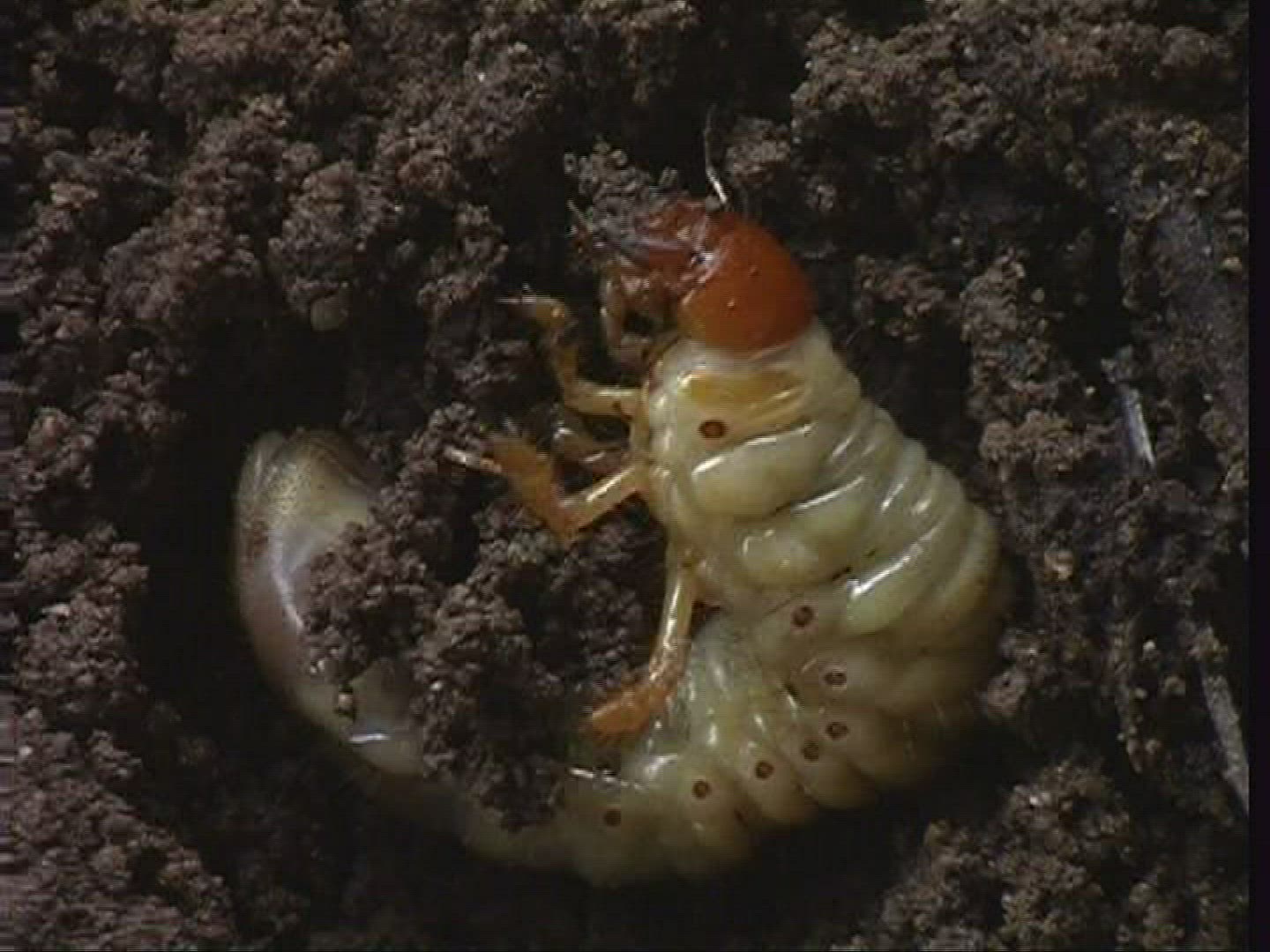 159756238 / Grub / Common Cockchafer / Spessart / Germany