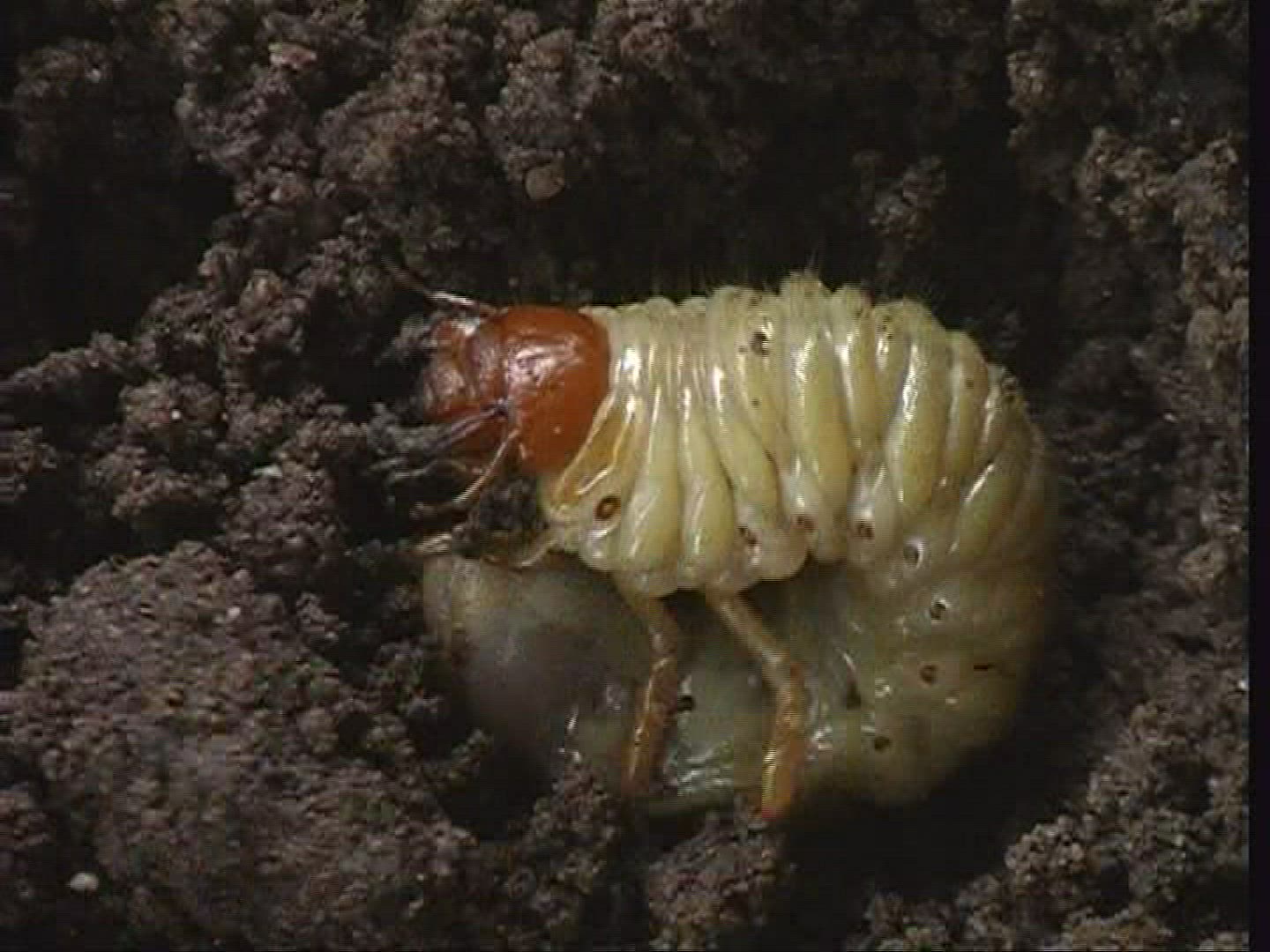 482172826 / Grub / Common Cockchafer / Spessart / Germany