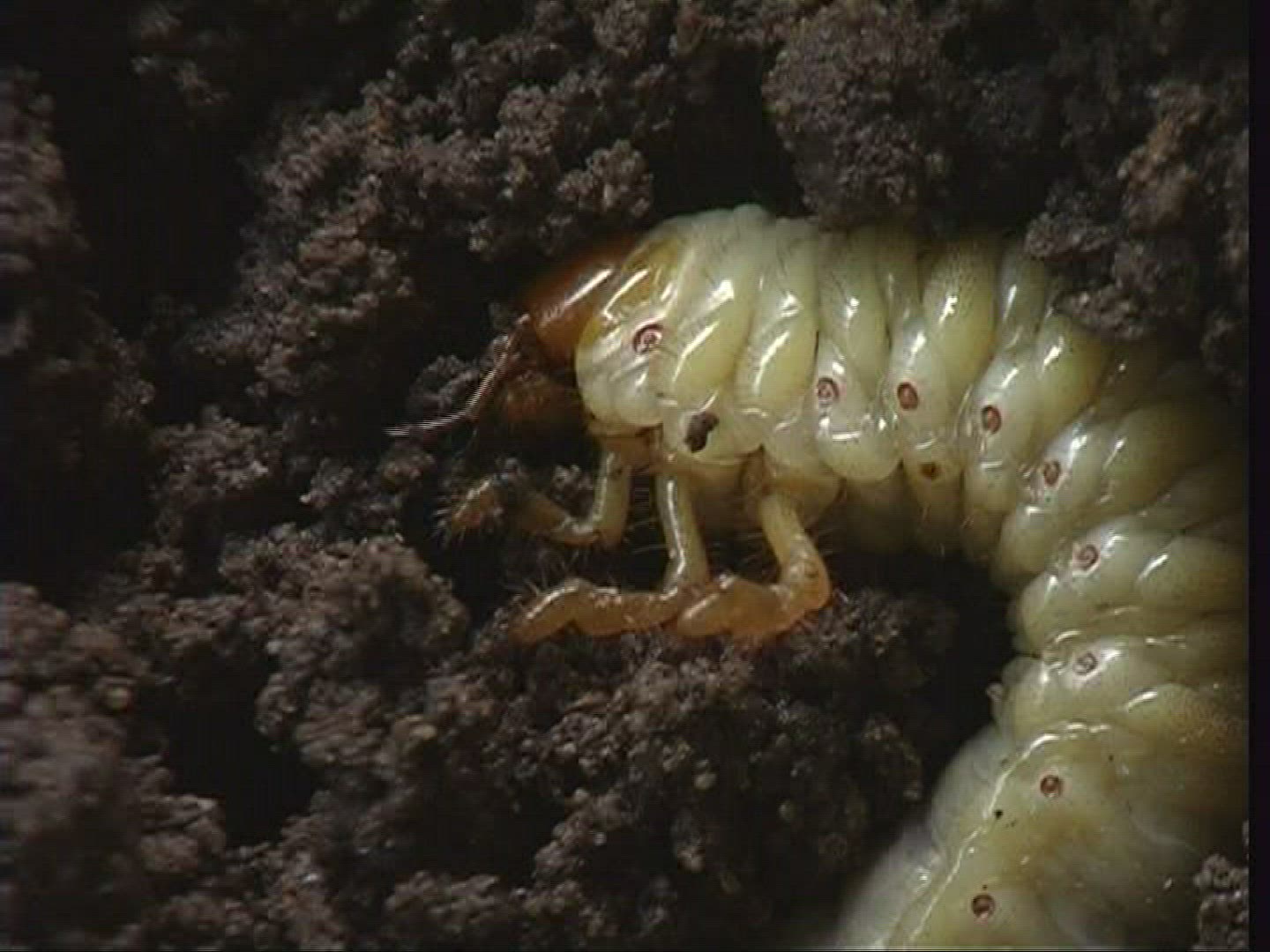 857889833 / Grub / Common Cockchafer / Spessart / Germany