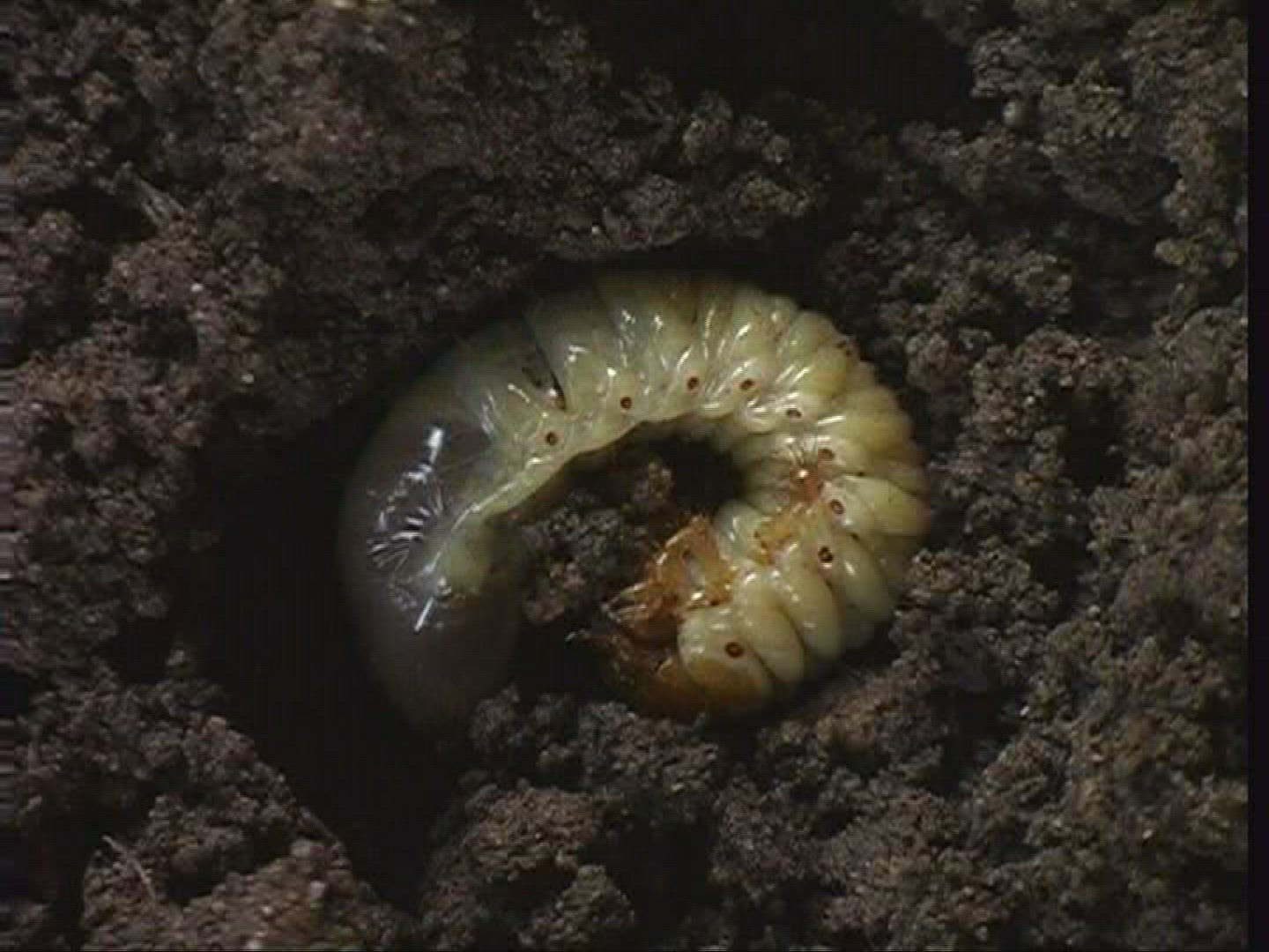 572826259 / Grub / Common Cockchafer / Spessart / Germany
