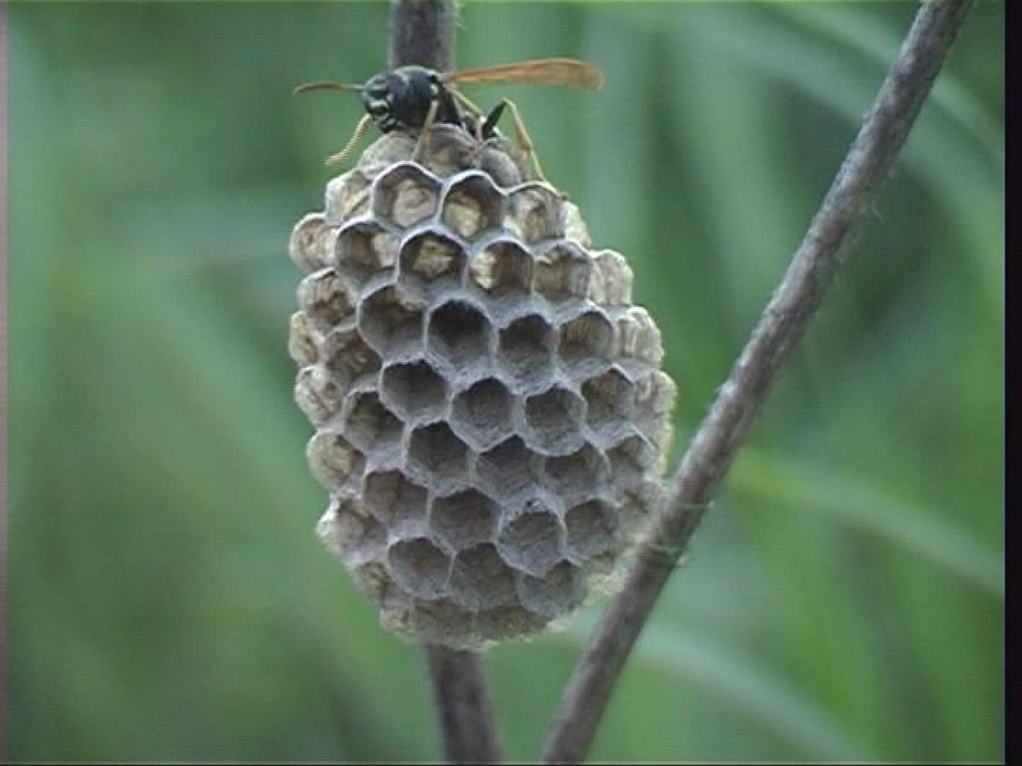 702738032 / Paper Wasp / Spessart / Germany