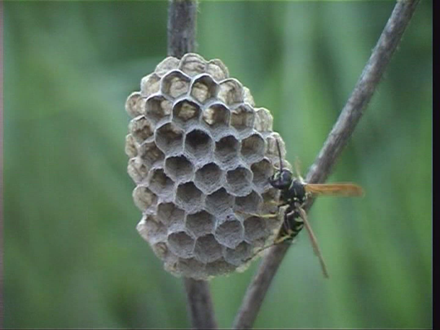 477249011 / Paper Wasp / Spessart / Germany