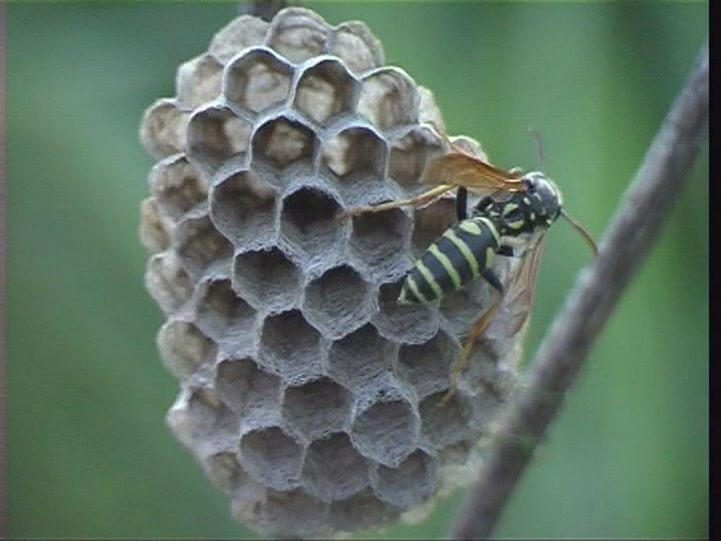 259005942 / Paper Wasp / Spessart / Germany