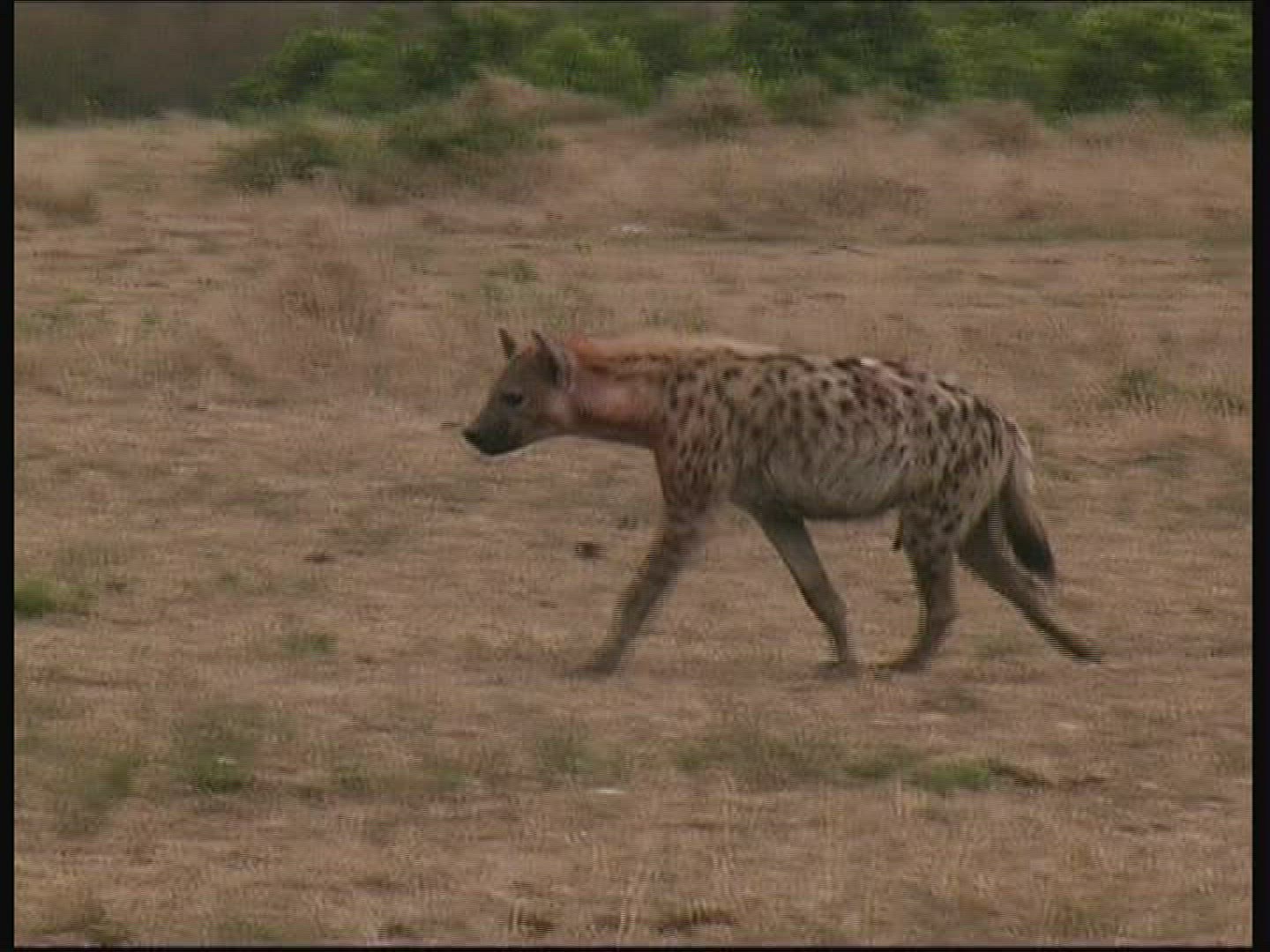 952528233 / Spotted Hyena / Kenya