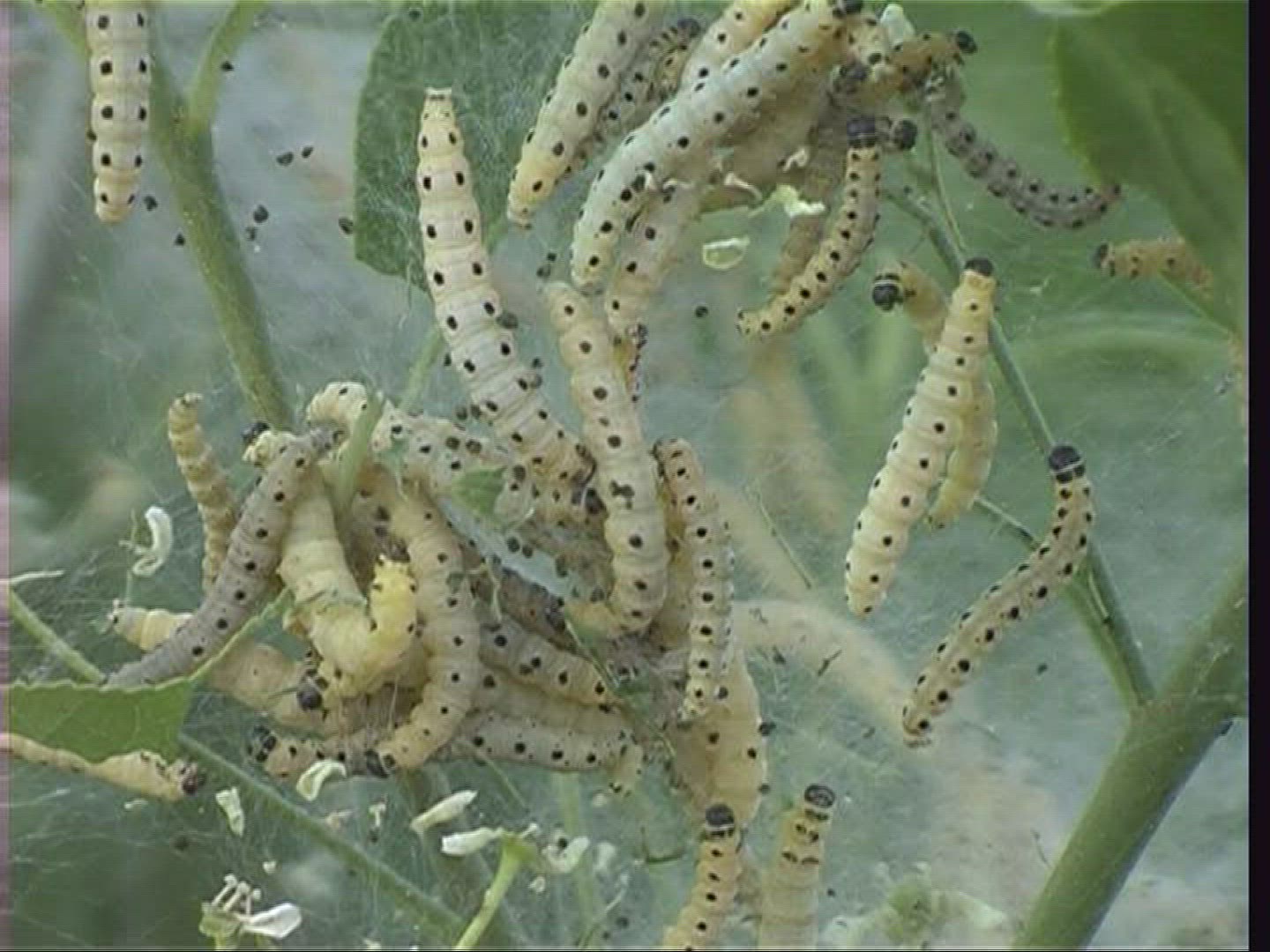 261522662 / Caterpillar / Moth / Spessart / Germany