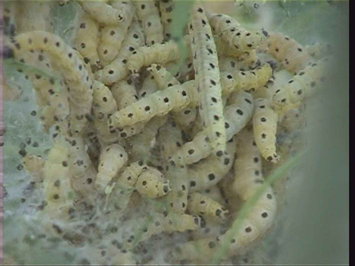 305632201 / Caterpillar / Moth / Spessart / Germany