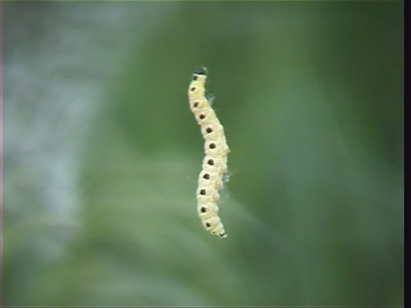 364919875 / Caterpillar / Moth / Spessart / Germany