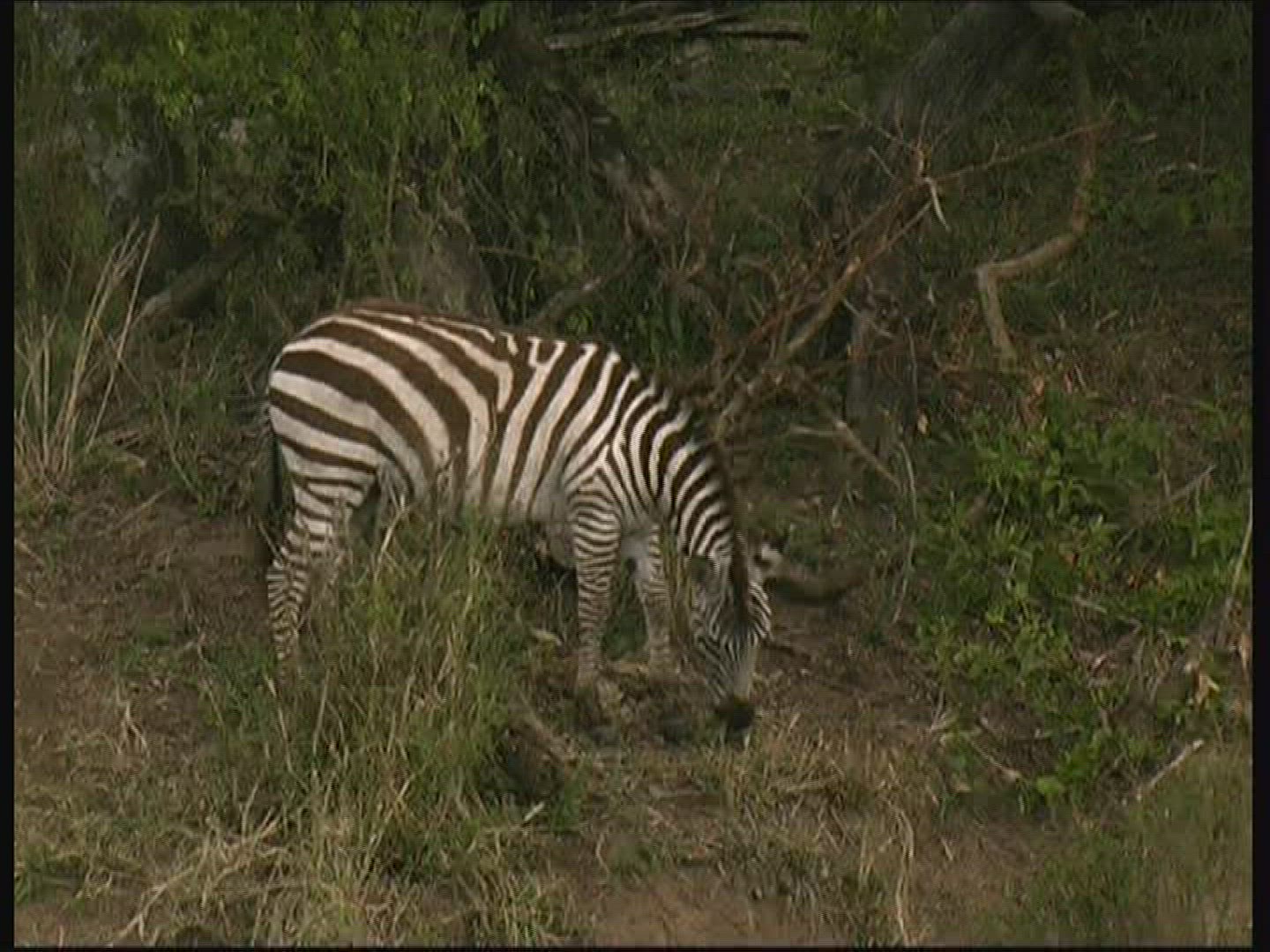 985503748 / Zebra / Kenya
