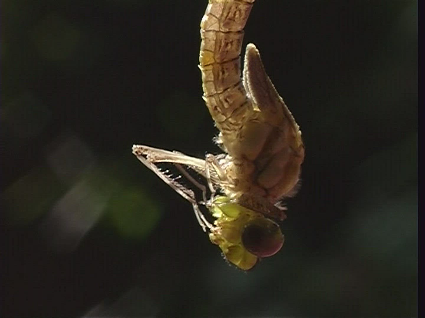 172933447 / Southern Hawker / Spessart / Germany