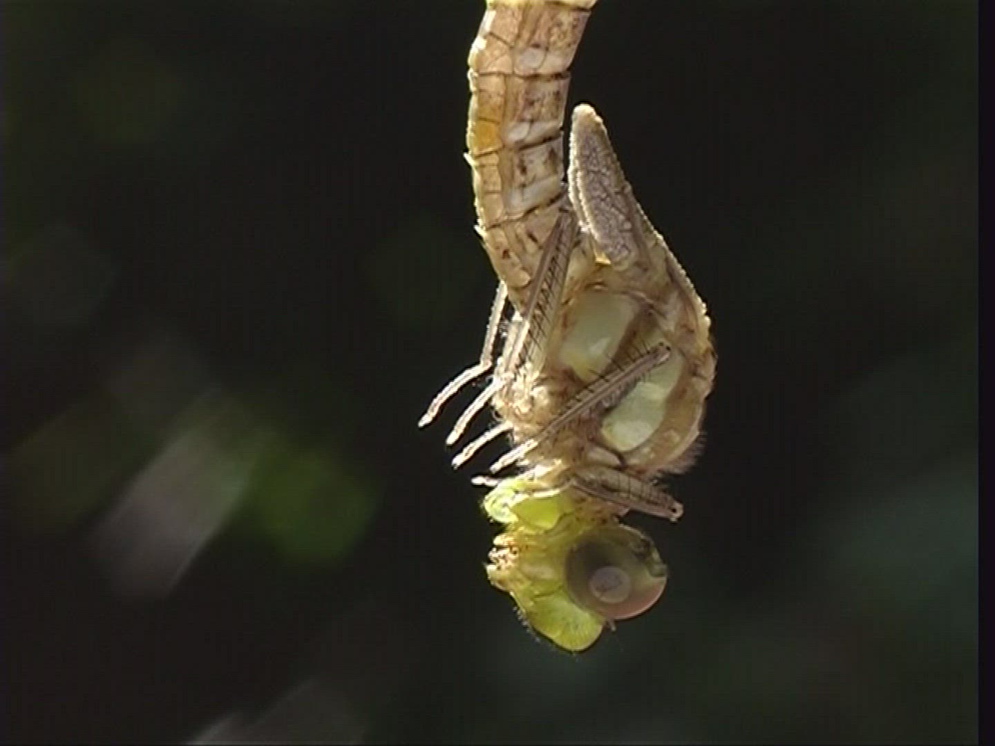 342719800 / Southern Hawker / Spessart / Germany