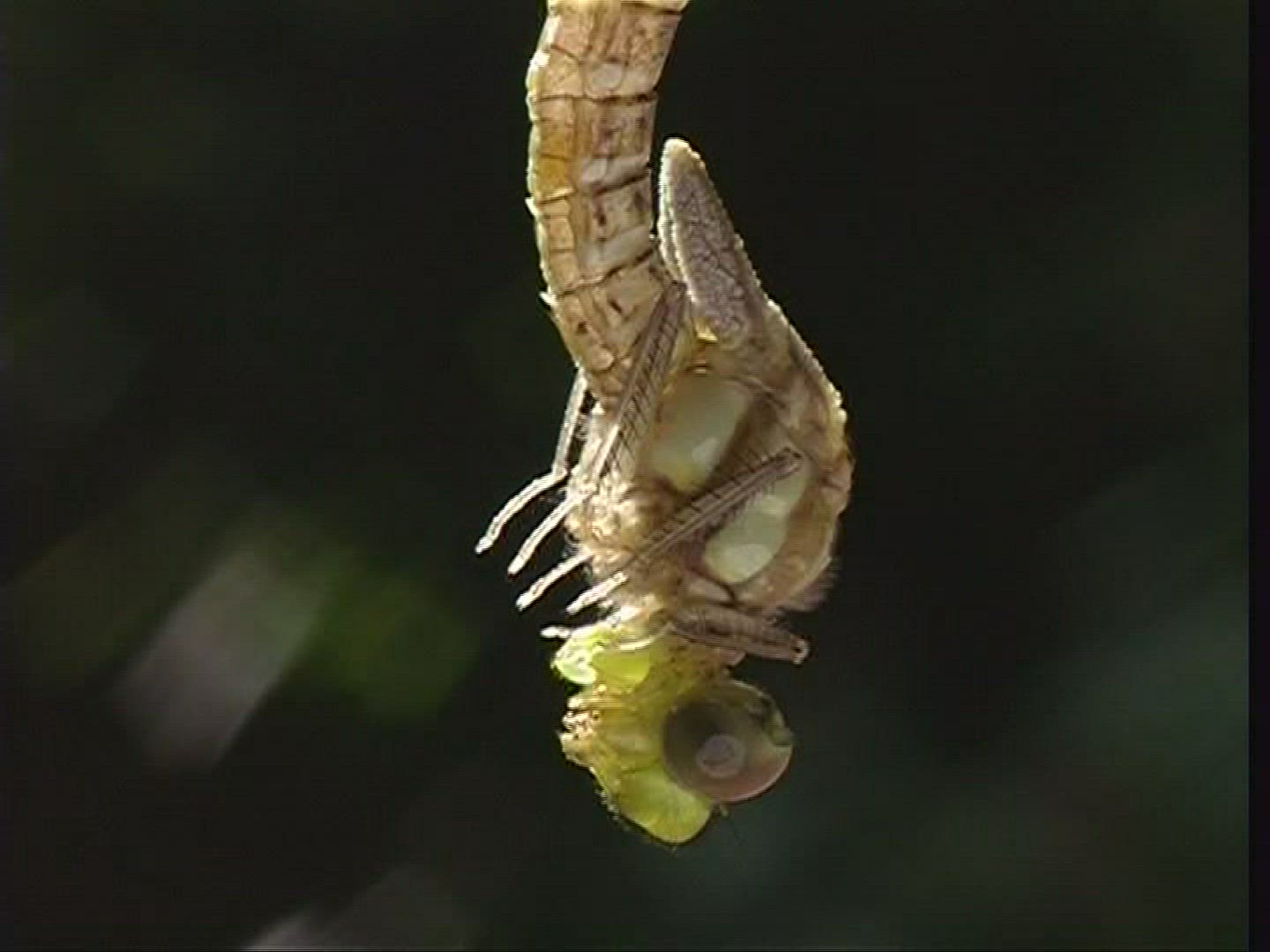 102976786 / Southern Hawker / Spessart / Germany