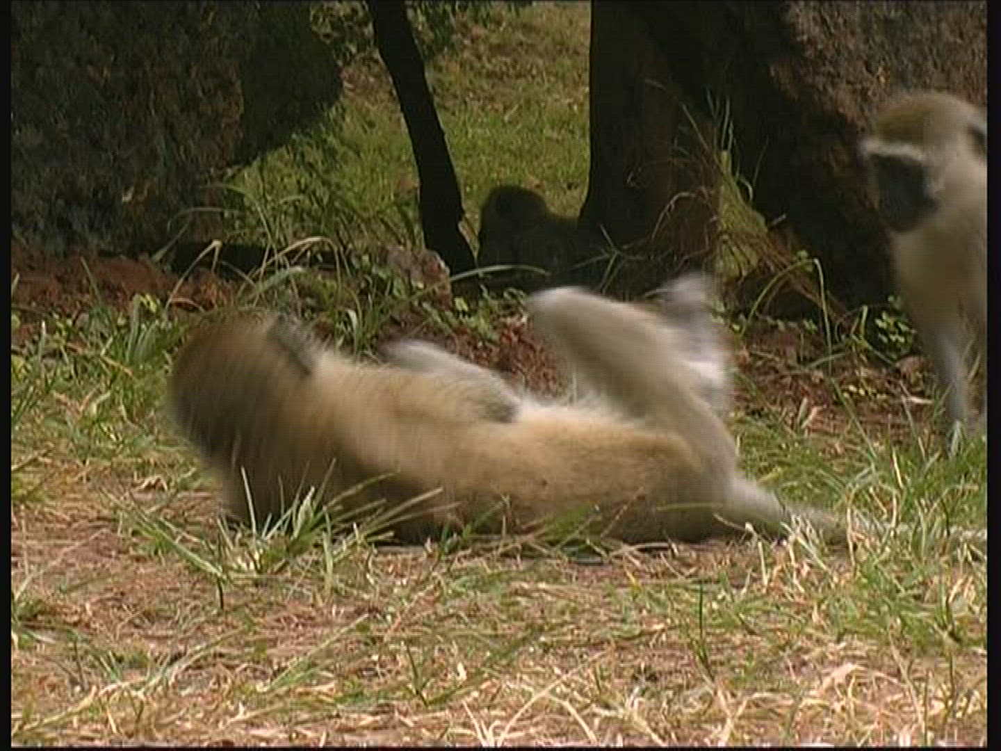 788795124 / Vervet Monkey / Kenya