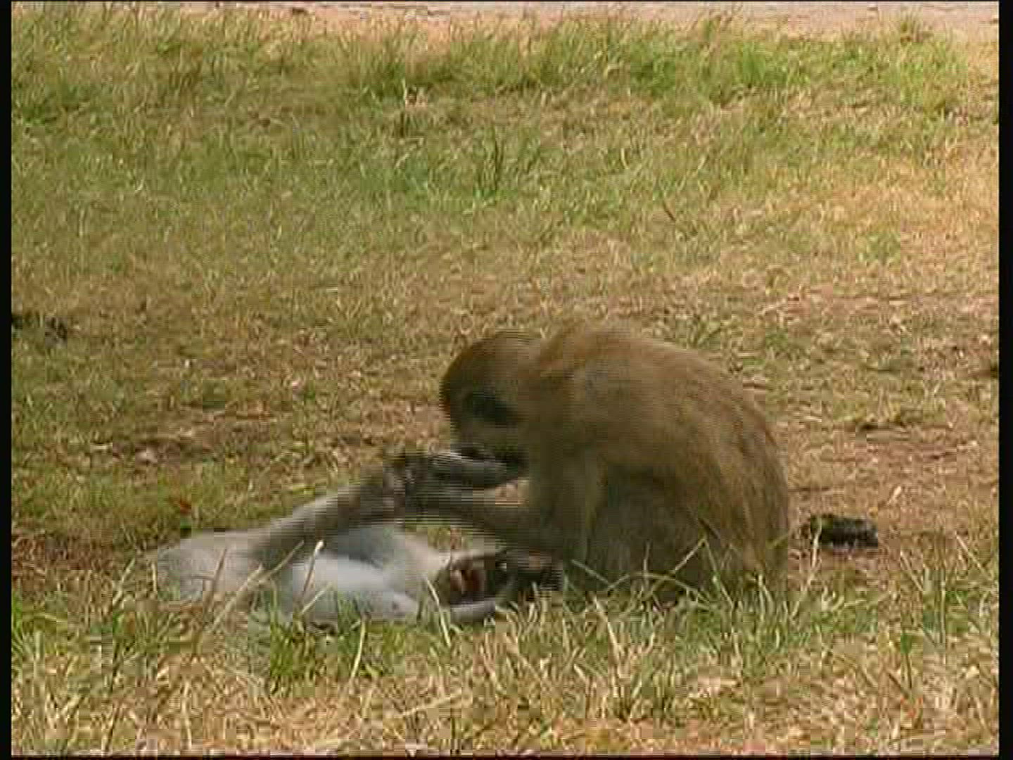 558441431 / Vervet Monkey / Kenya