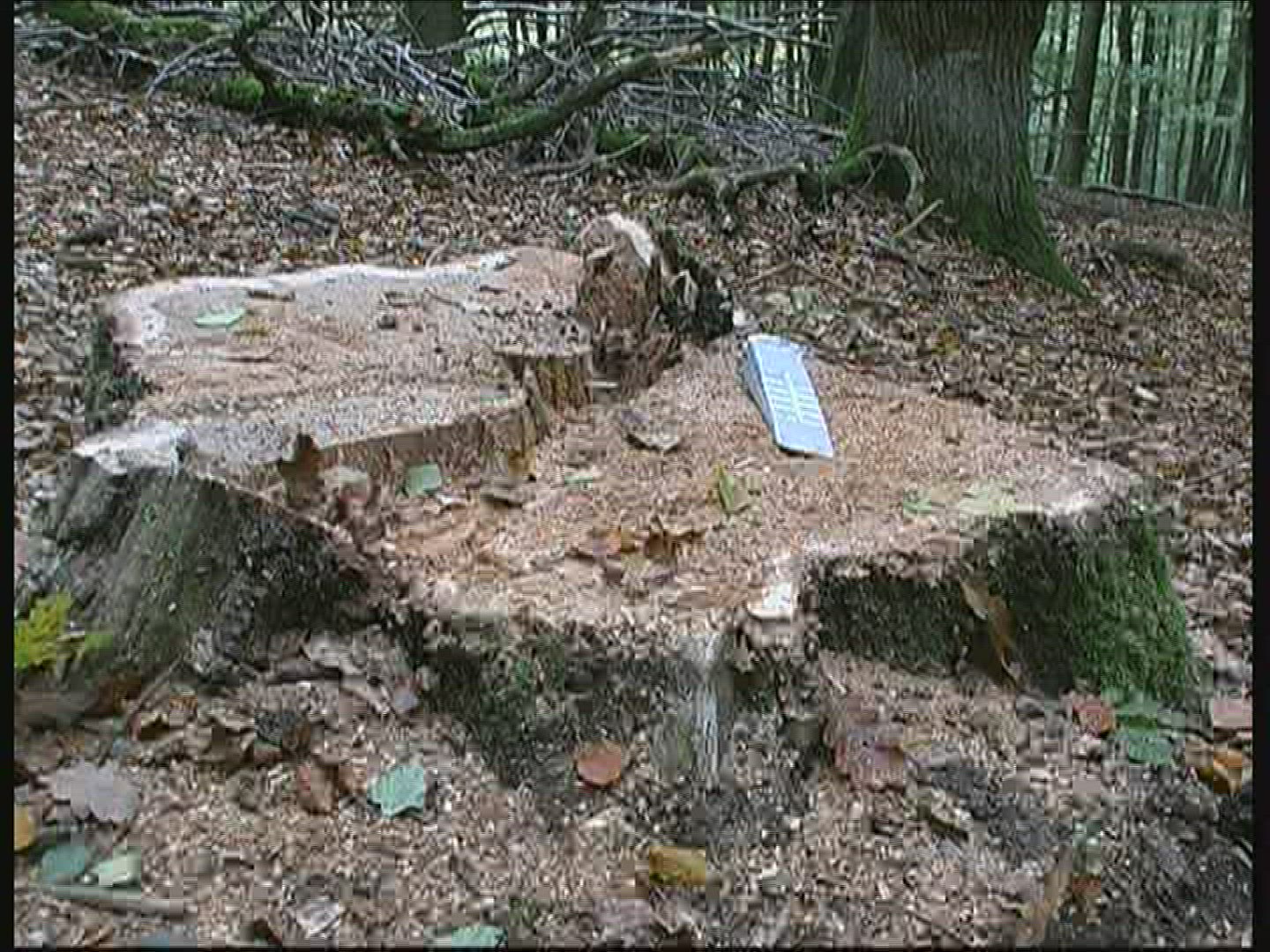 596556618 / Forest Worker / Forest / Spessart / Germany