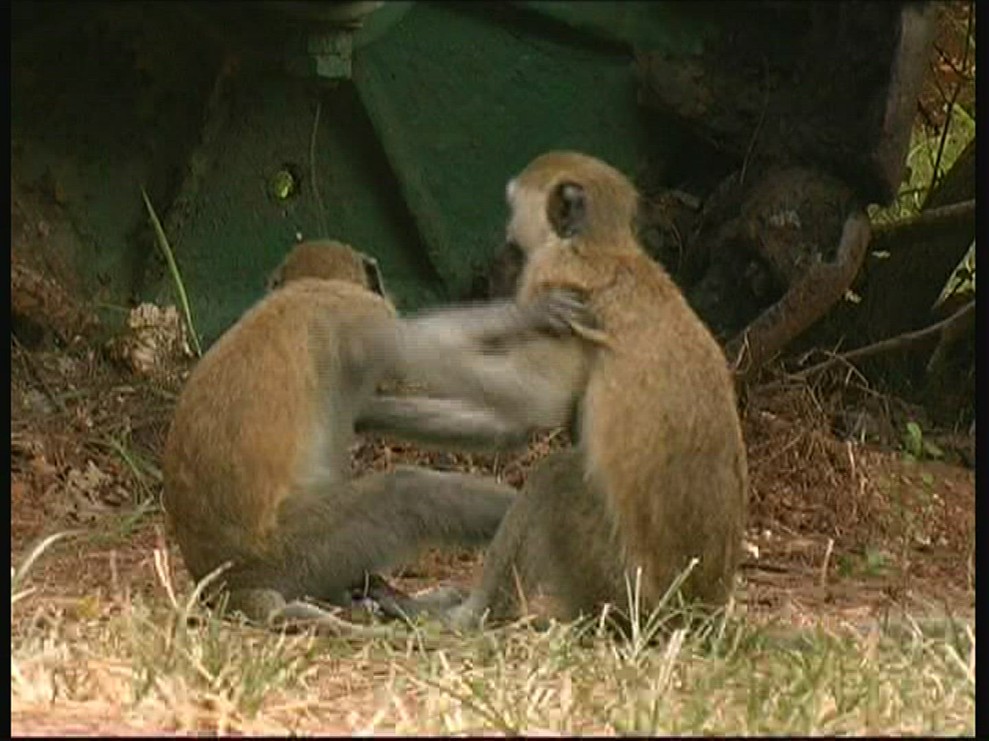 649864482 / Vervet Monkey / Kenya
