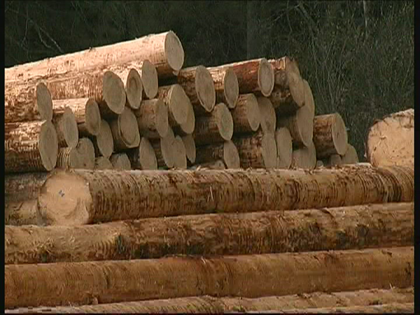 391011421 / Stem / Saw Mill / Black Forest / Germany
