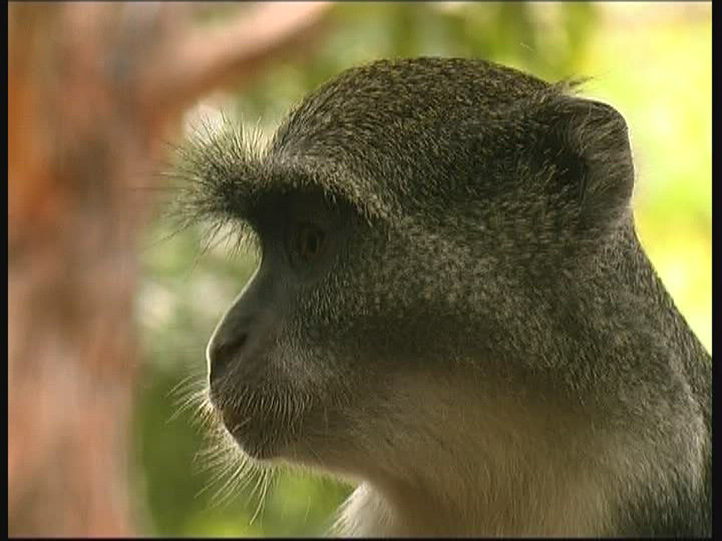282385859 / Blue Monkey / Kenya