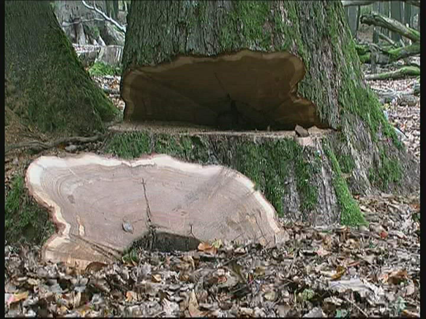 864106651 / Tree / Forest / Spessart / Germany
