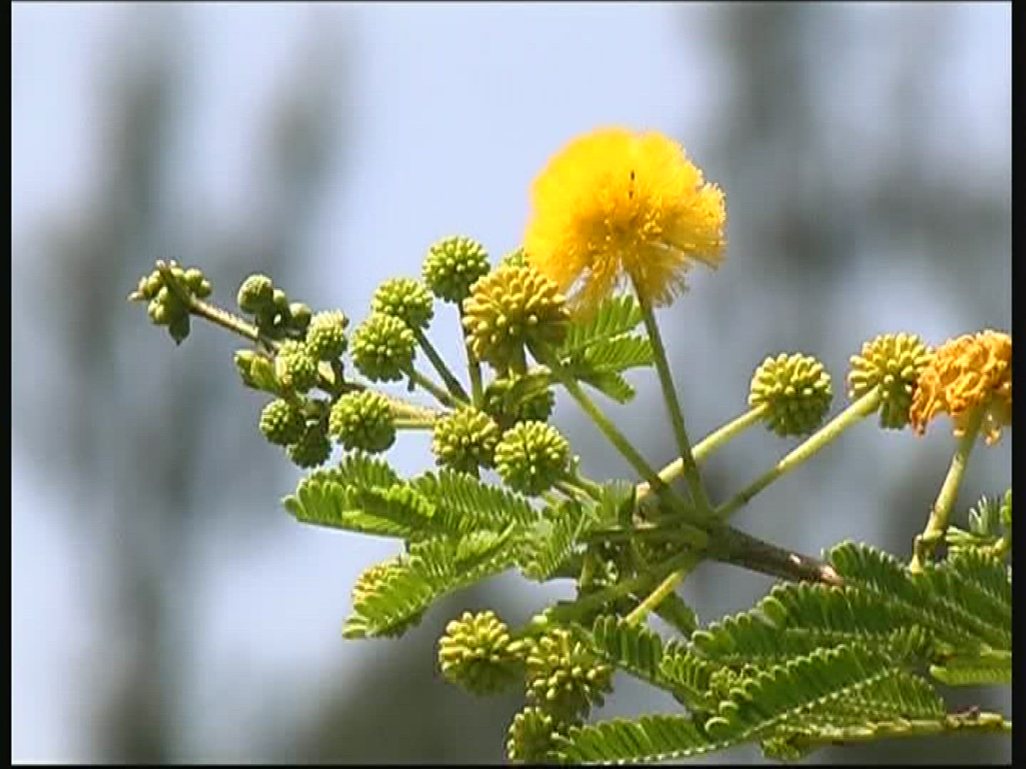300045170 / Blossom / Kenya