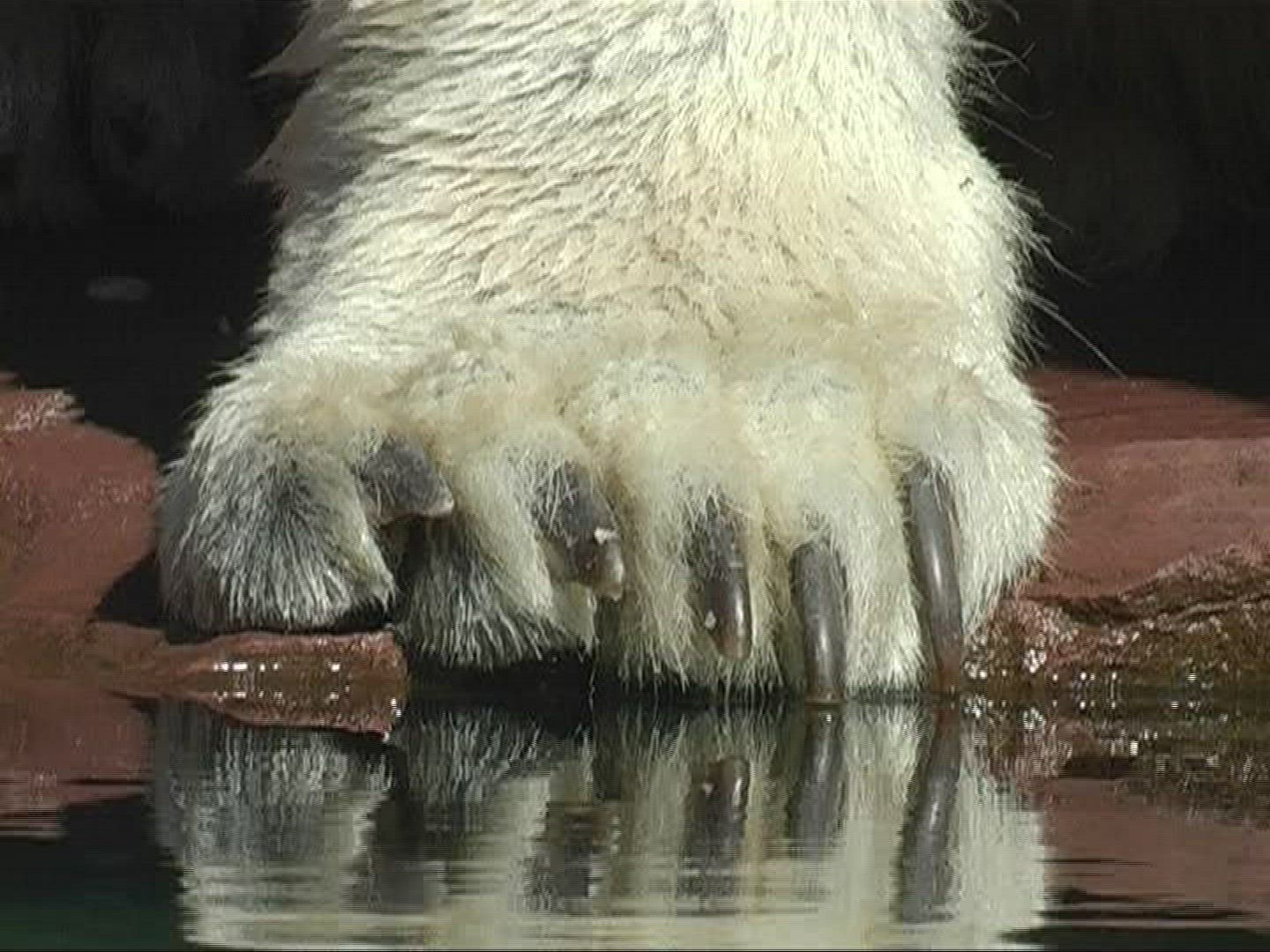 922162214 / Polar Bear / Zoo / Germany