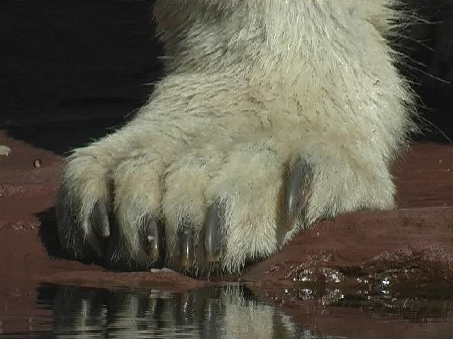 921486819 / Polar Bear / Zoo / Germany