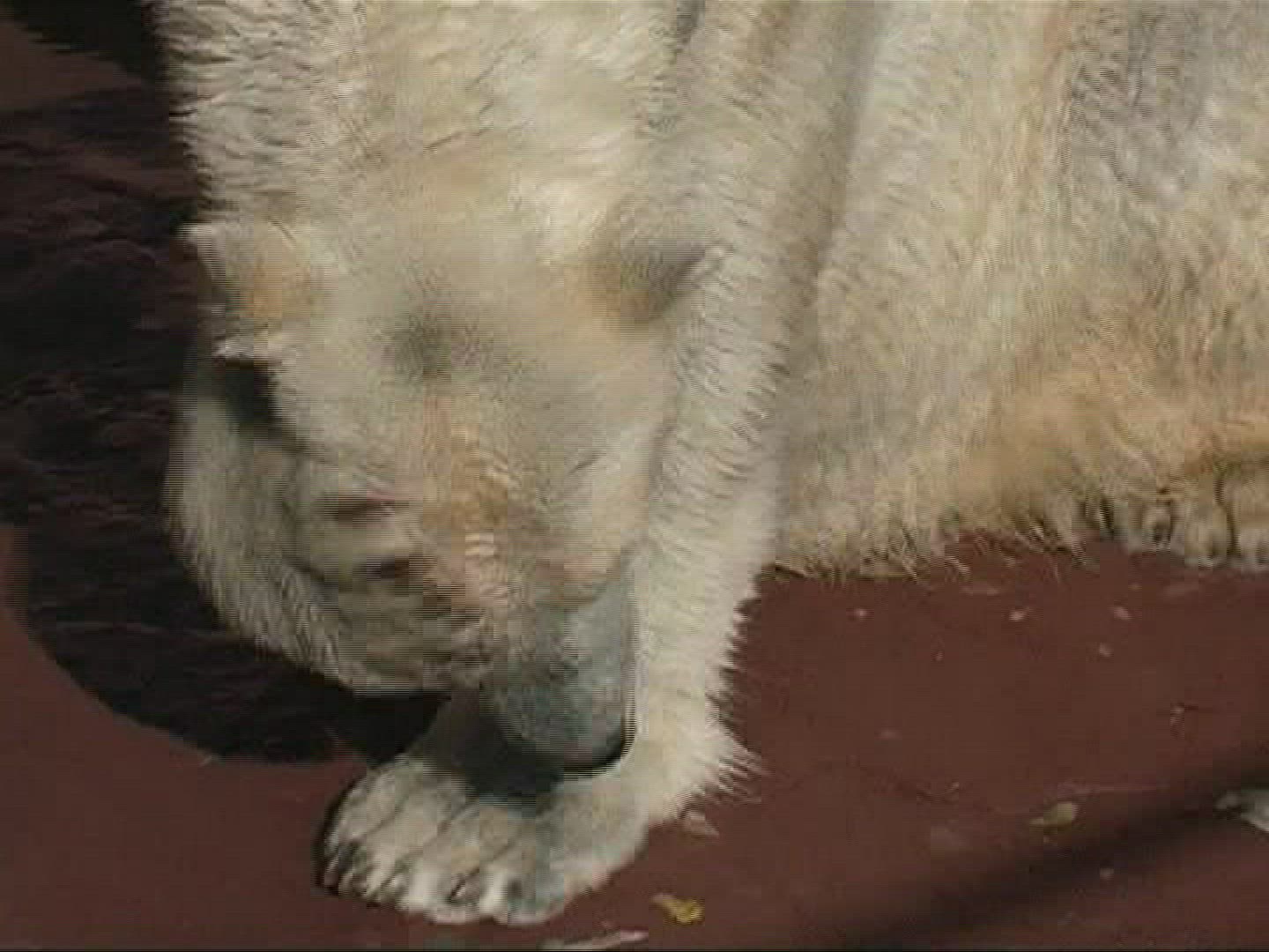504670666 / Polar Bear / Zoo / Germany