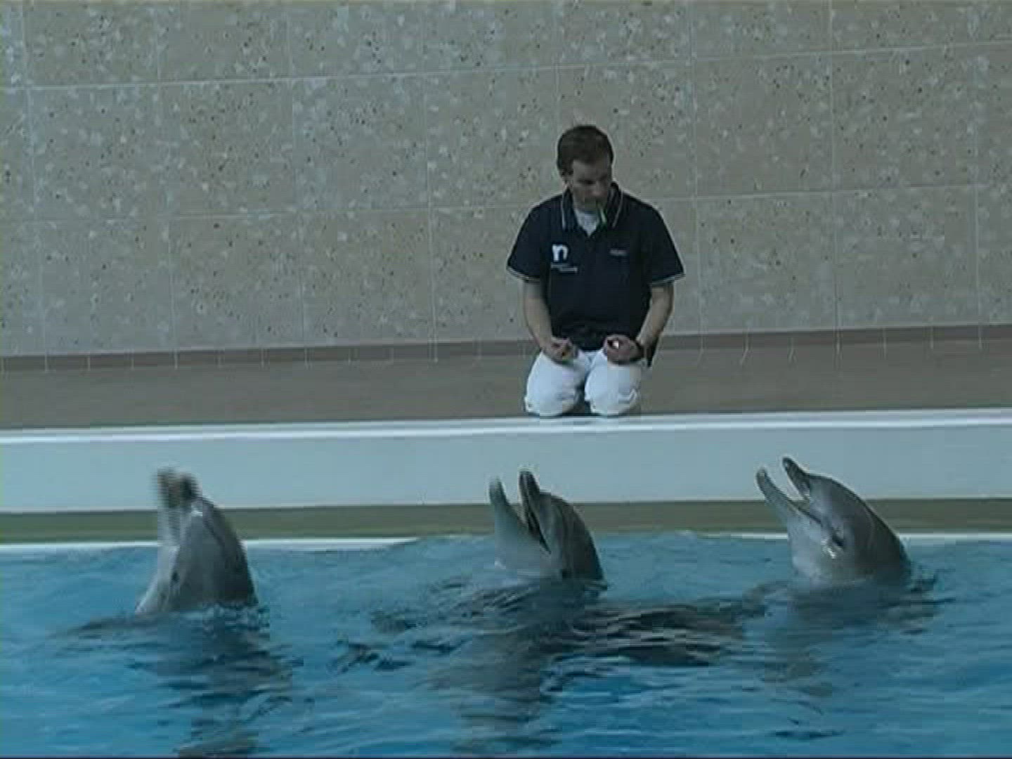 108106053 / Dolphin / Zoo / Germany