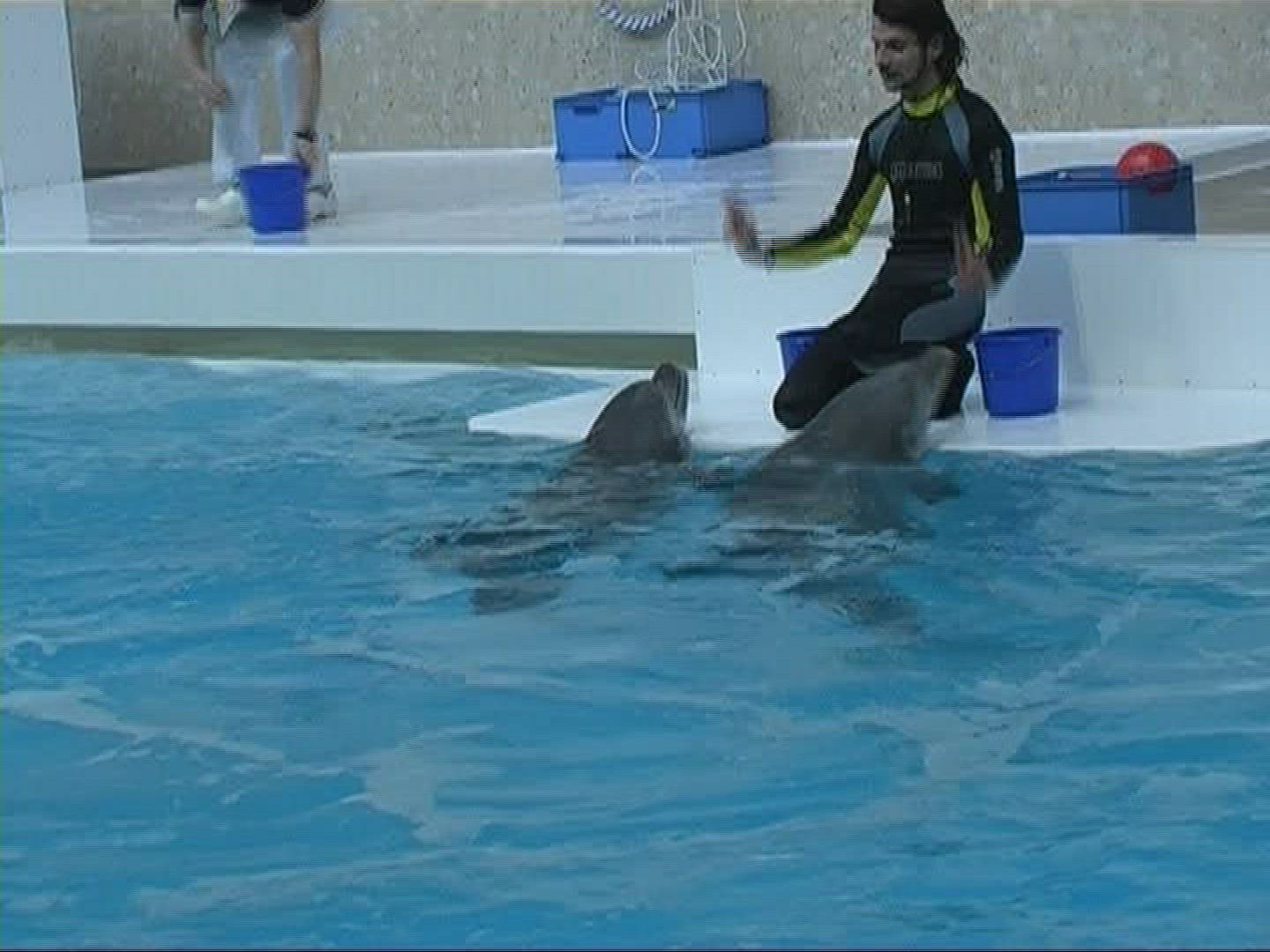 194705355 / Dolphin / Zoo / Germany