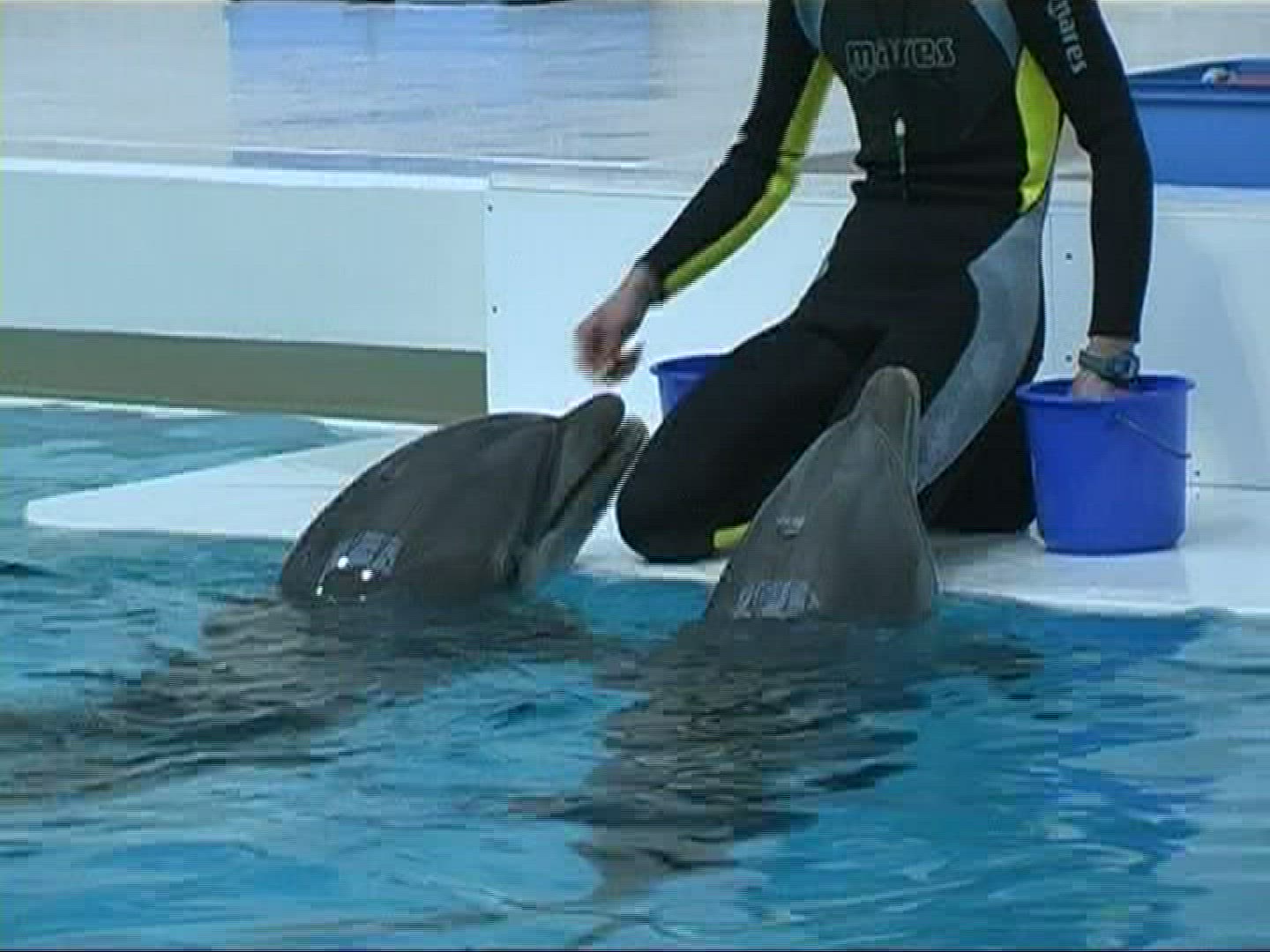 395758149 / Dolphin / Zoo / Germany