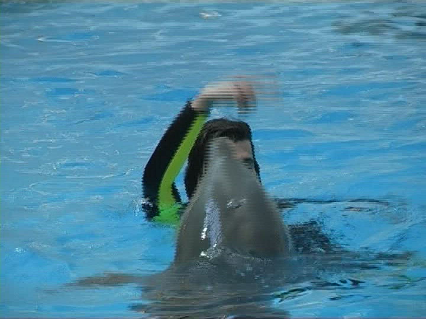938144546 / Dolphin / Zoo / Germany