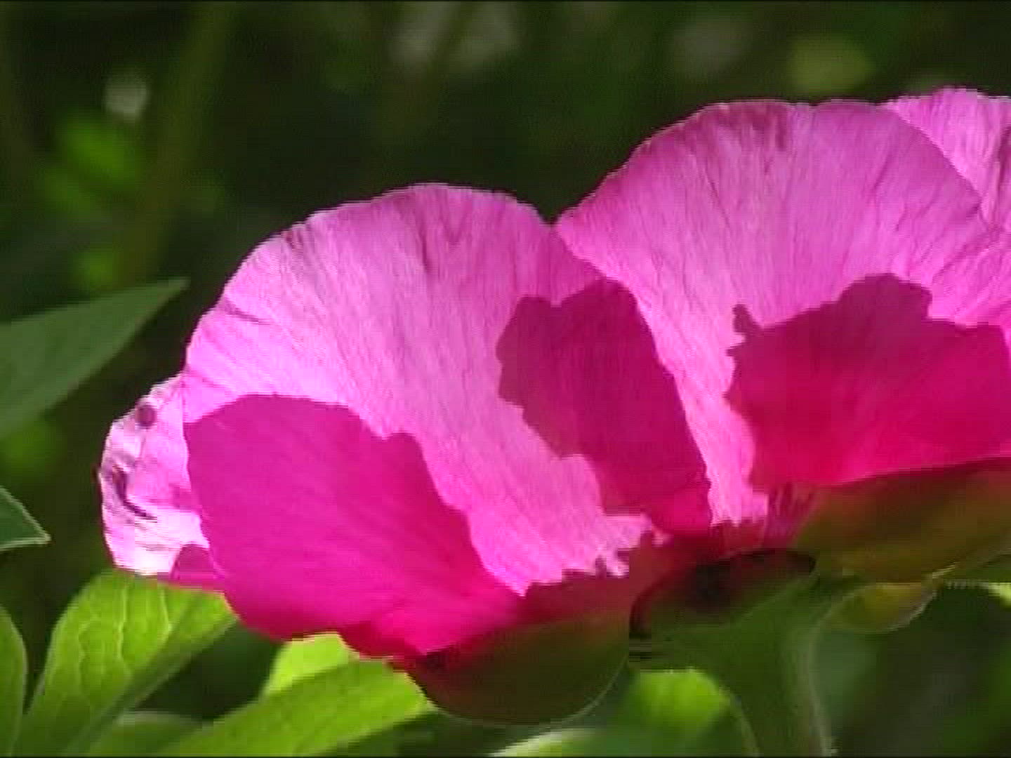 503896386 / Peony / Blossom