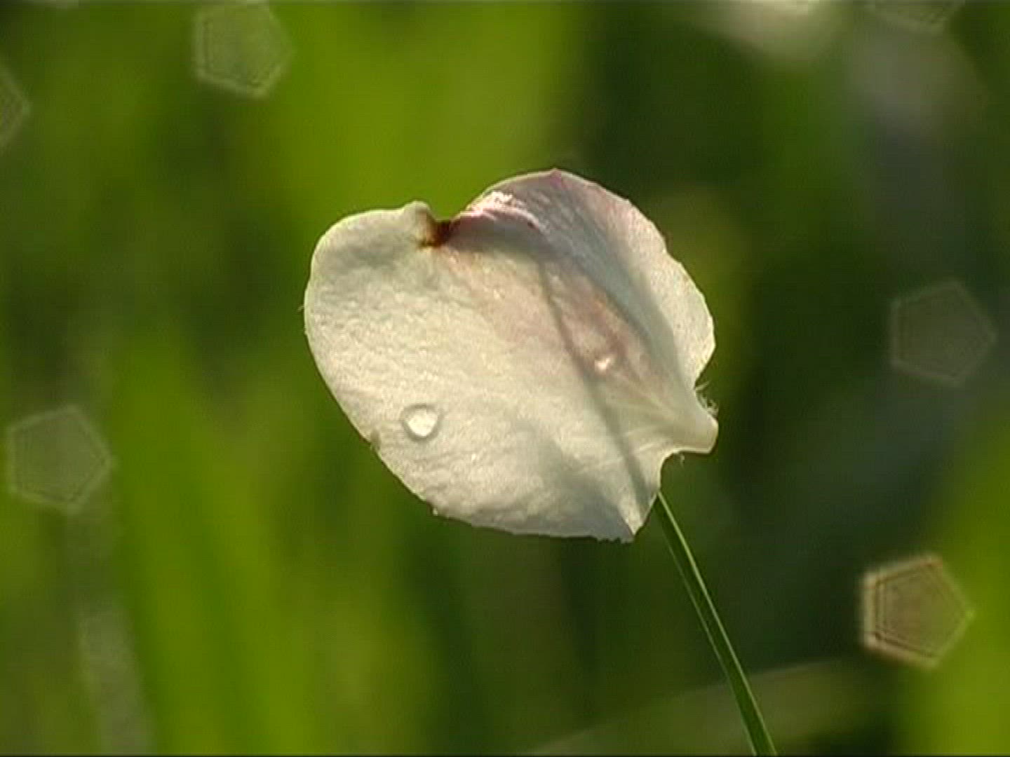 282076013 / Petal / Haulm
