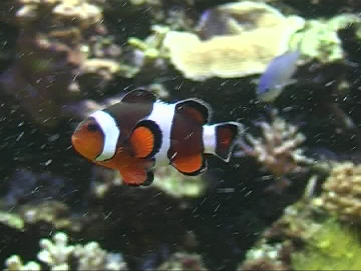 523808689 / Amphiprioninae / Aquarium / Germany