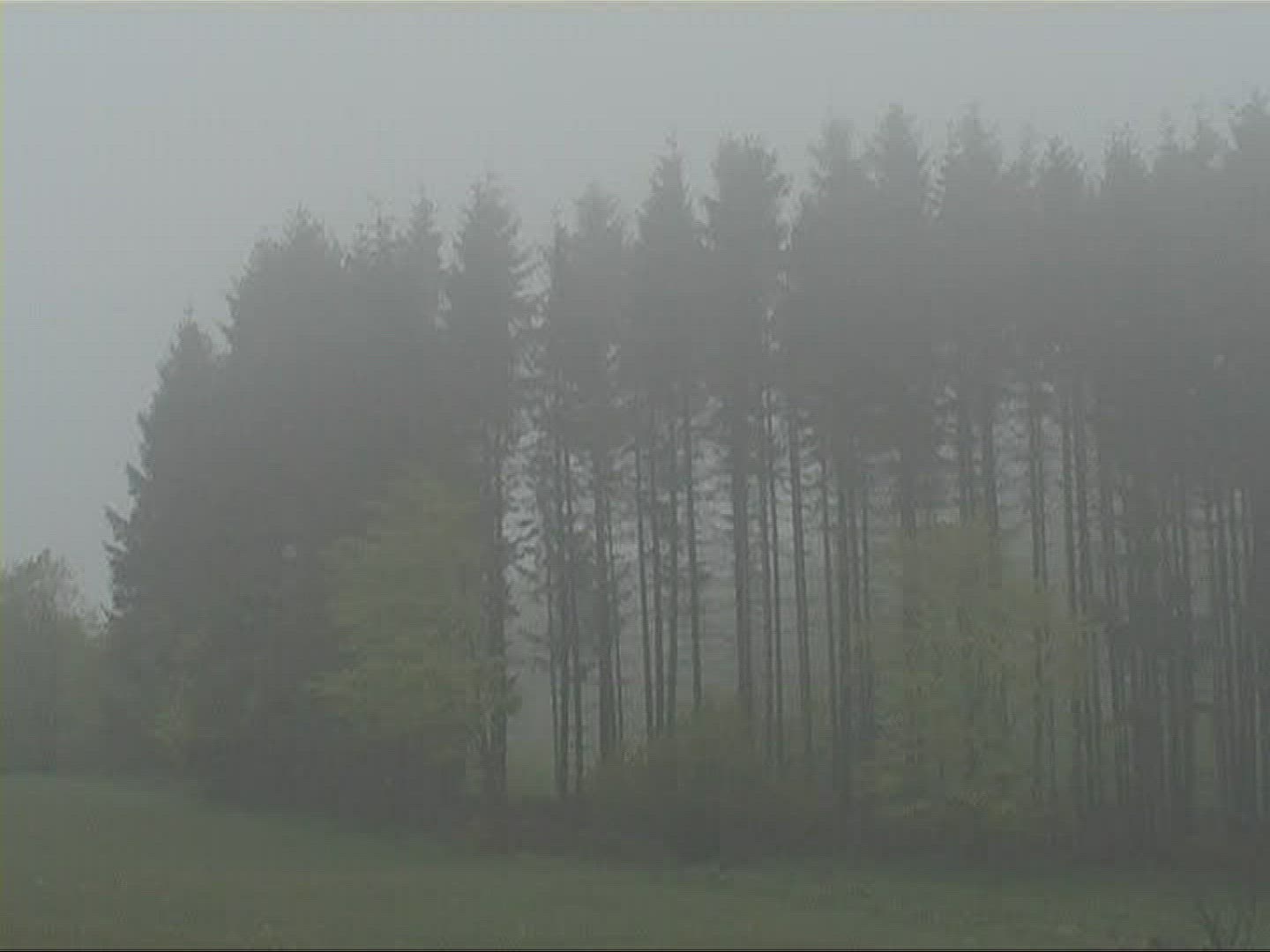 608960981 / Tree / Fog