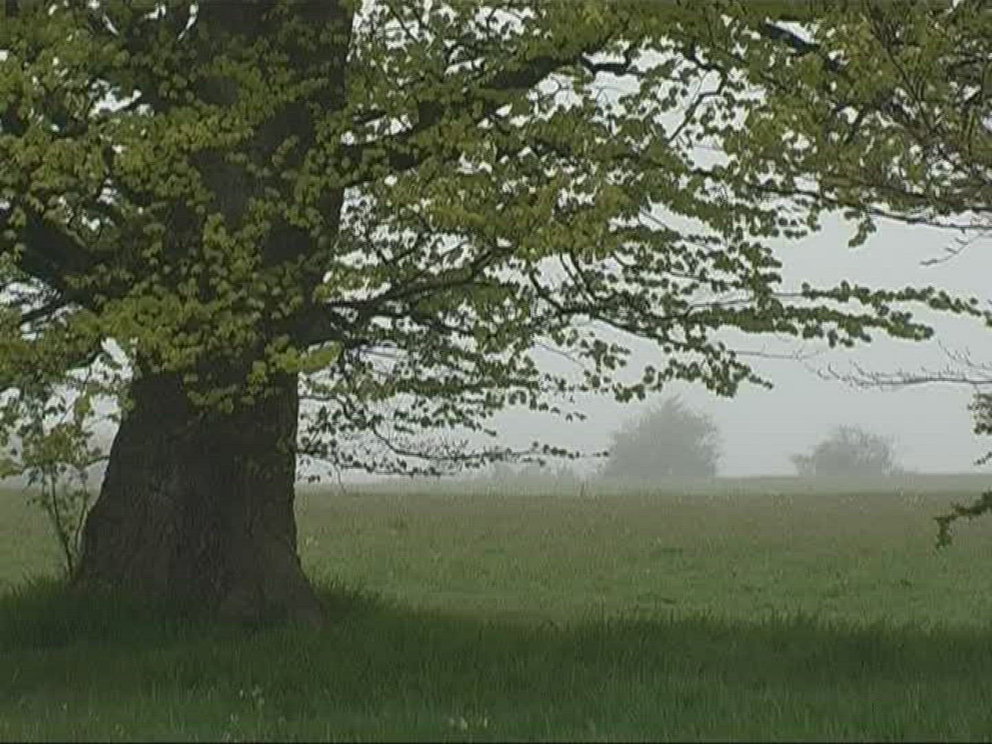 735721966 / Tree / Fog