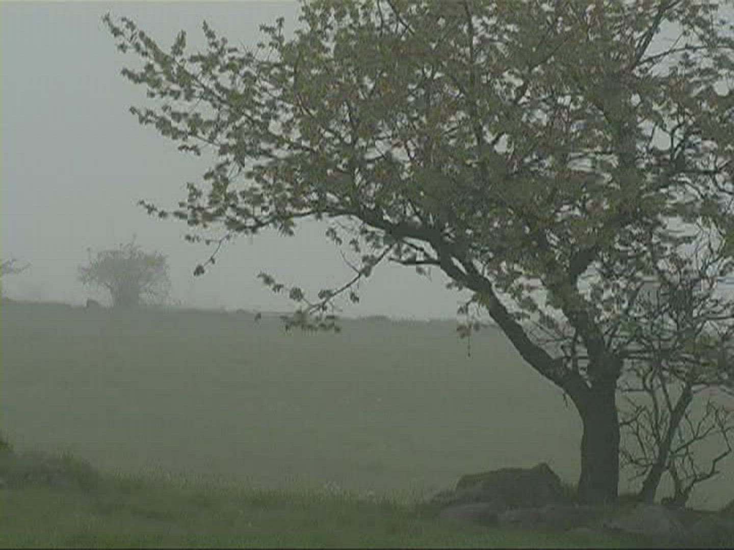 416405308 / Tree / Fog