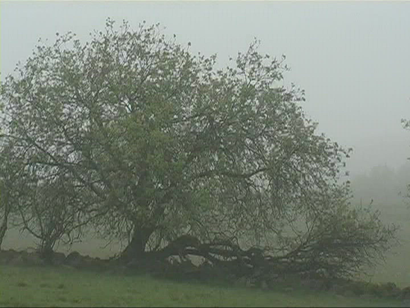 926979620 / Tree / Fog