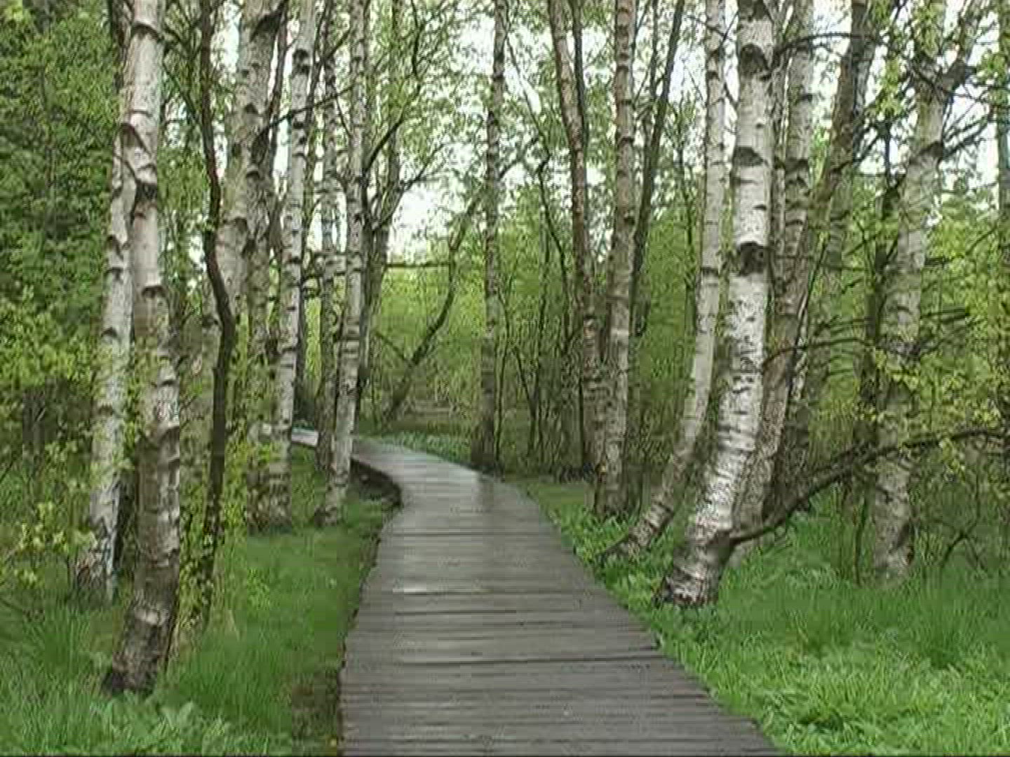 423580278 / Downy Birch / Stem