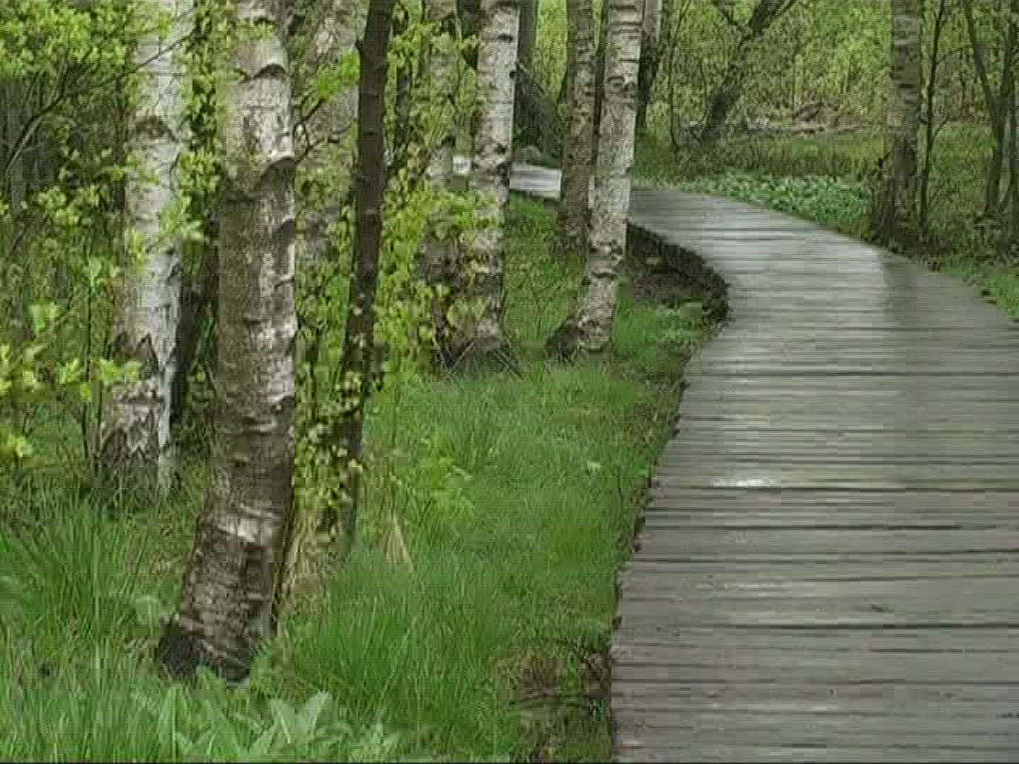626389073 / Downy Birch / Stem