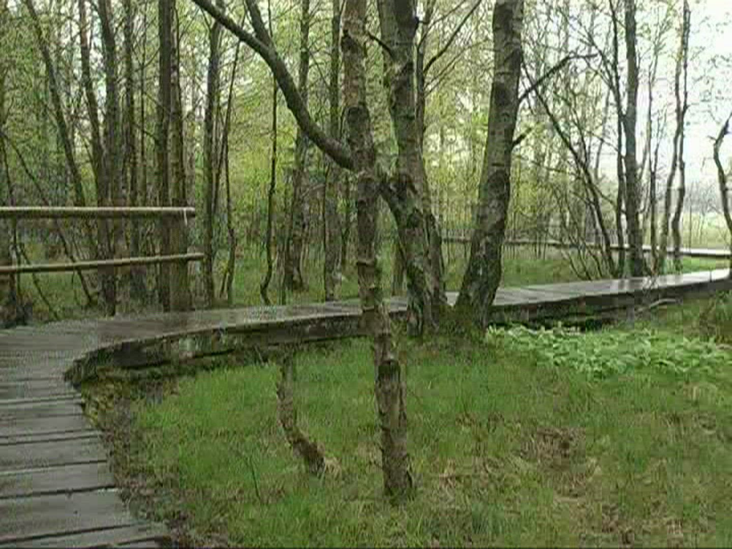783311054 / Downy Birch / Stem