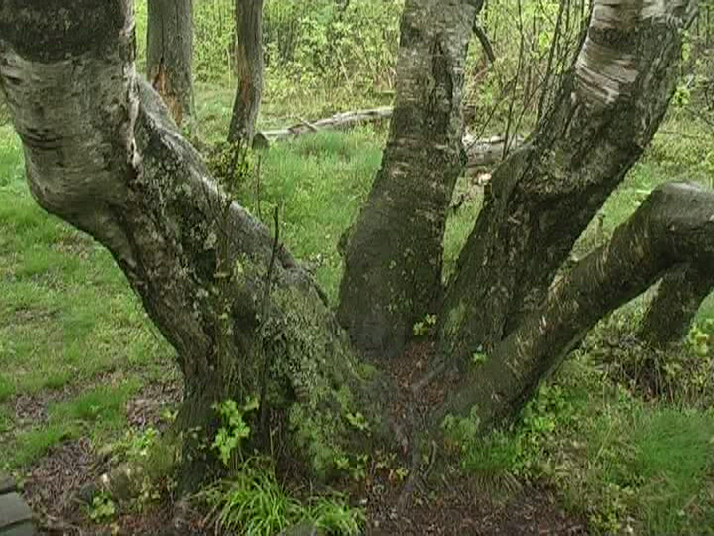 860992055 / Downy Birch / Stem