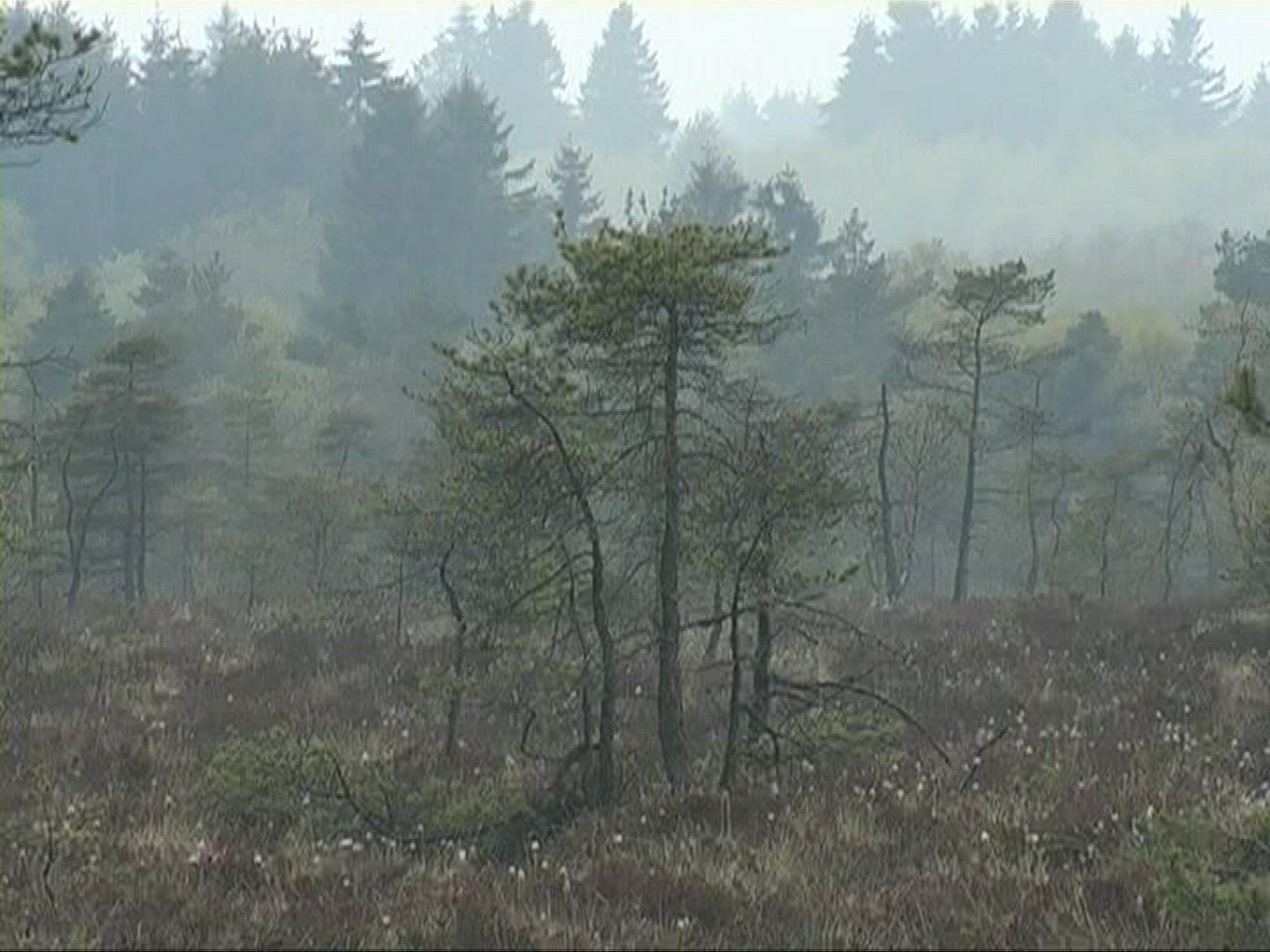 455981268 / Tree / Fog
