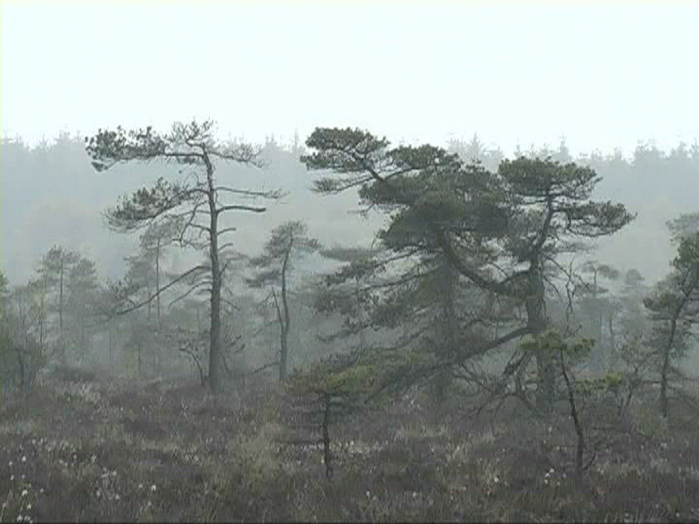 464254087 / Tree / Fog