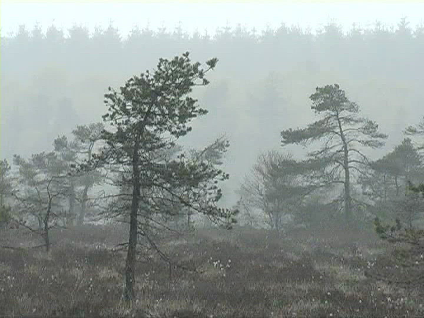 276286631 / Tree / Fog