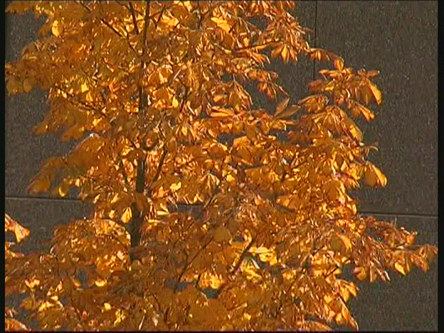 427217426 / Deciduous Tree / Autumn / Germany 427217426 / Deciduous Tree / Autumn / Germany