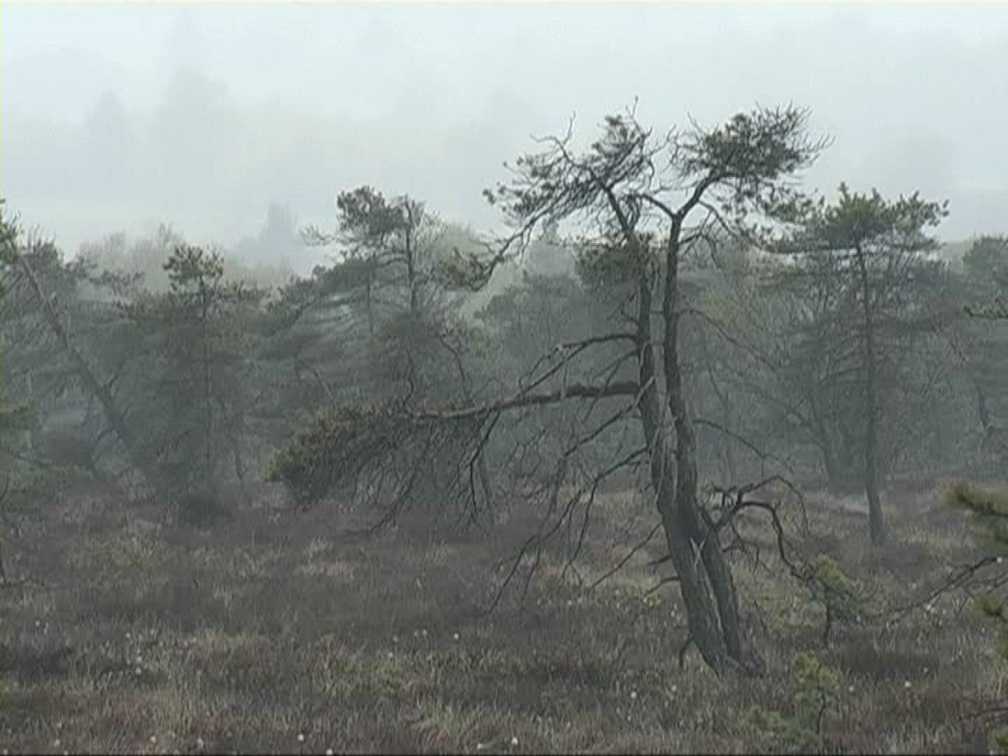 680530962 / Tree / Fog